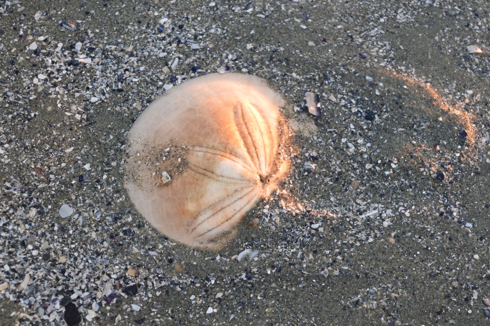 Nikon D3200 sample photo. Sand dollar, starfish, sea photography