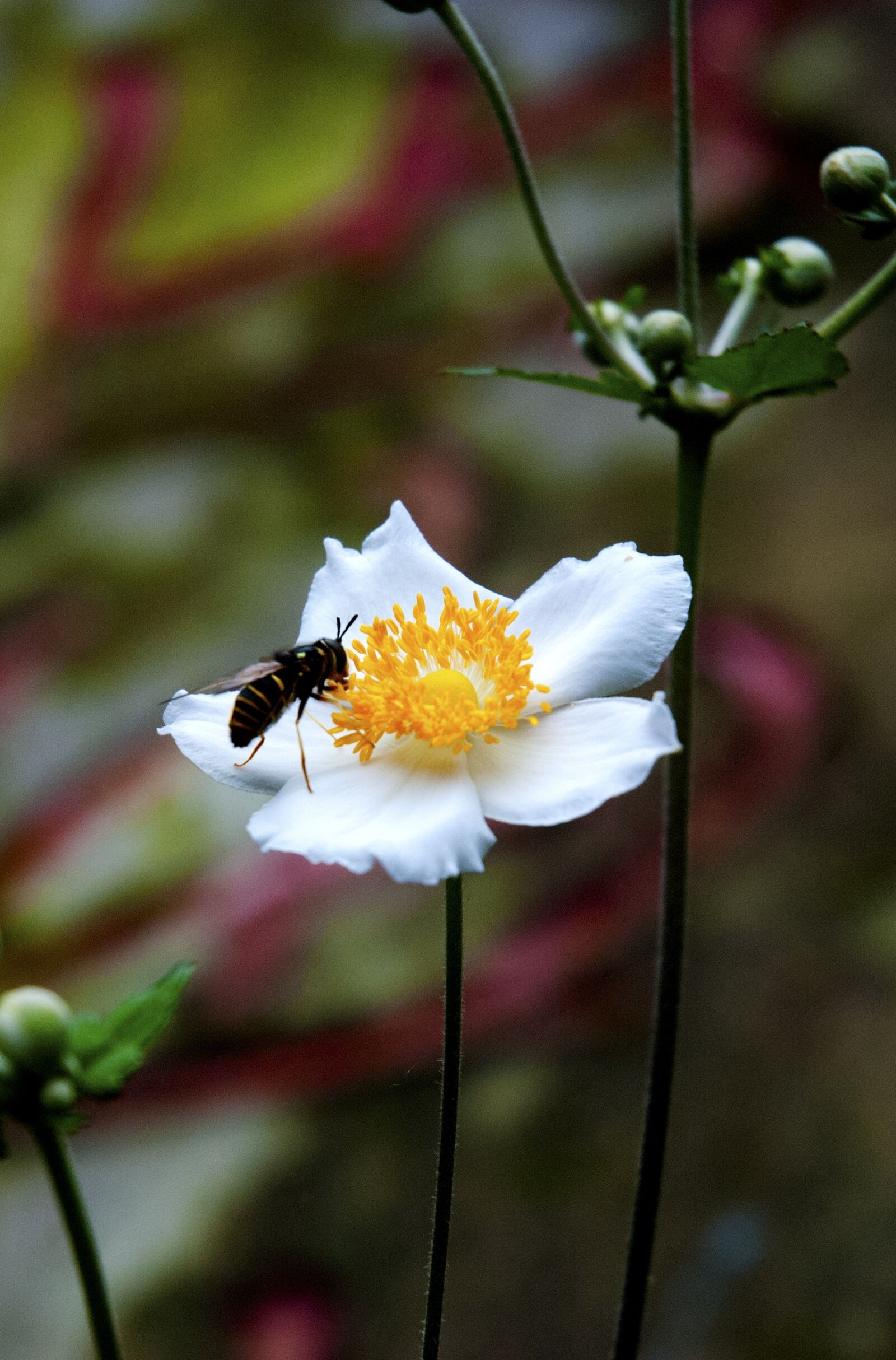 Nikon D80 sample photo. Natural, flower, plant photography