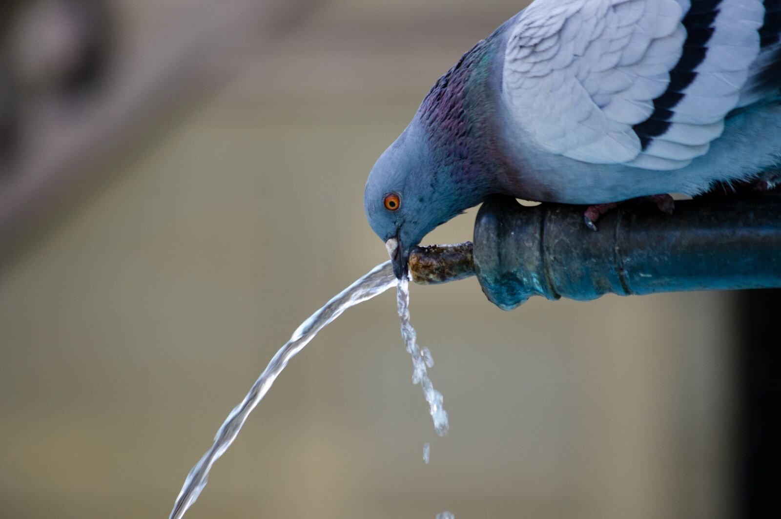 Pentax K-x sample photo. Animal, bird, dove photography
