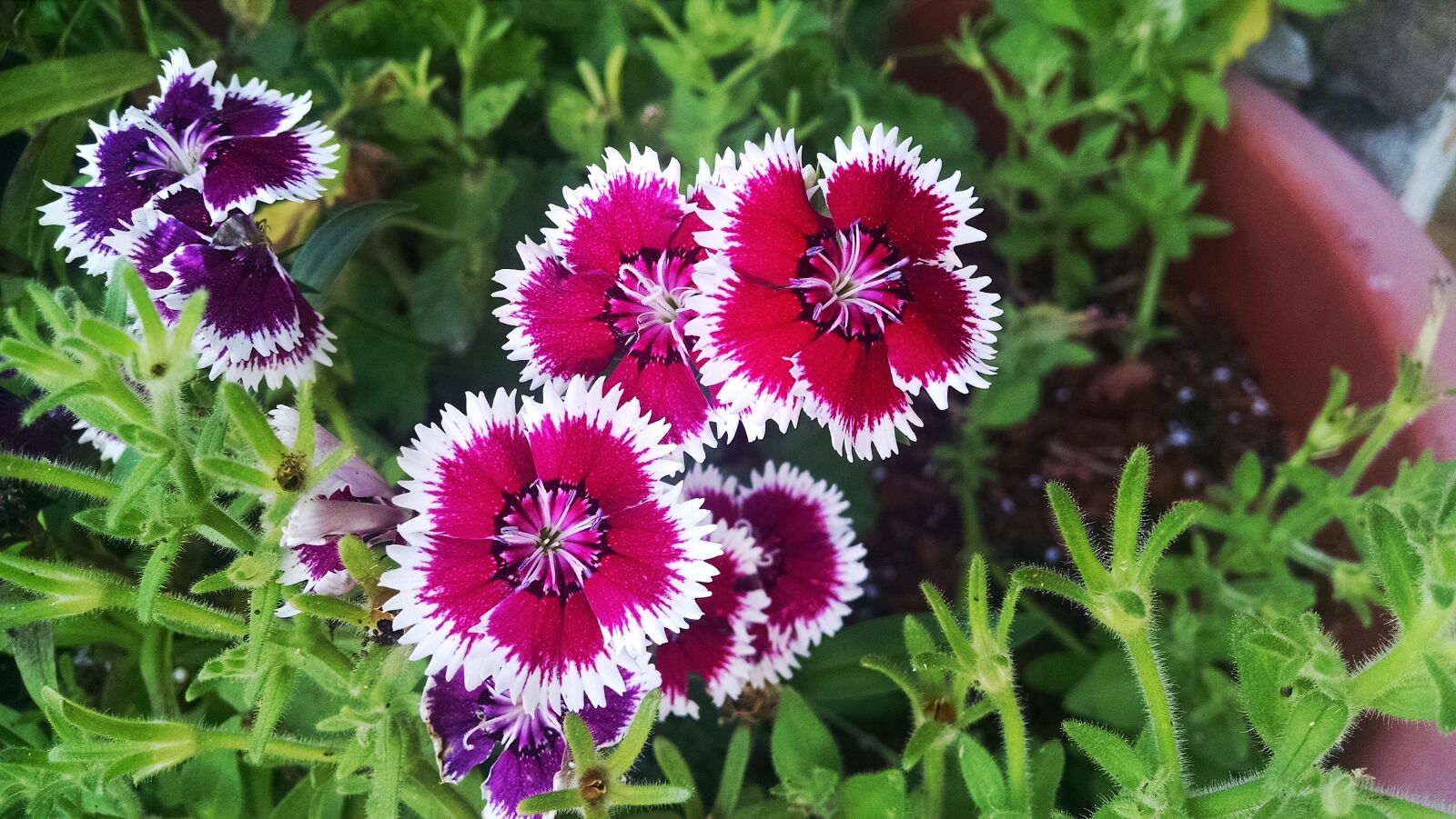 Motorola Moto X (1st Gen) sample photo. Flower, red, summer, white photography