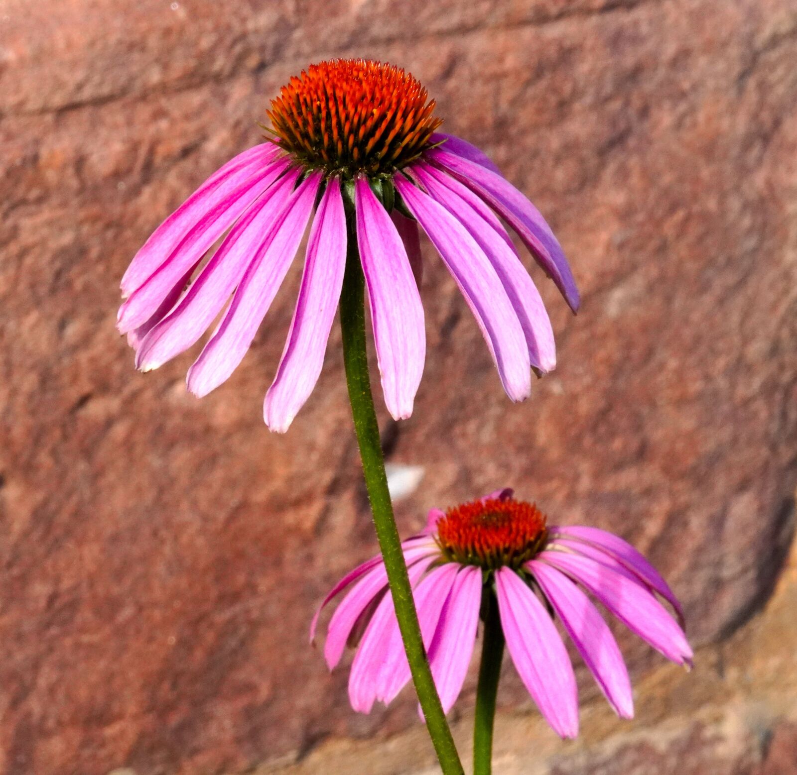 Sony E 55-210mm F4.5-6.3 OSS sample photo. Echinacea, blossom, bloom photography