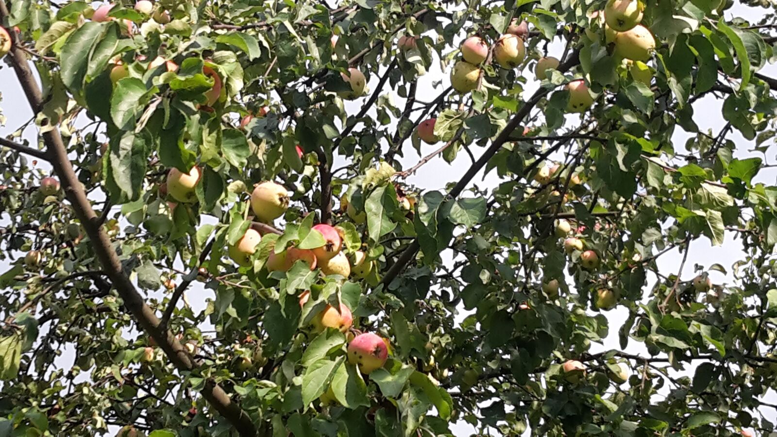 Samsung Galaxy S5 Mini sample photo. Apple tree, apples, garden photography