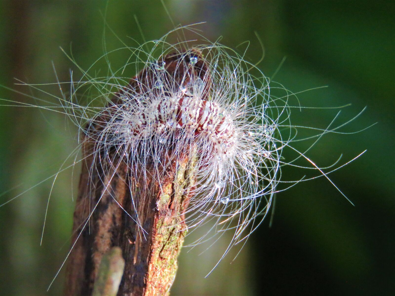 Canon PowerShot SX60 HS sample photo. Caterpillar, furry, hairy photography