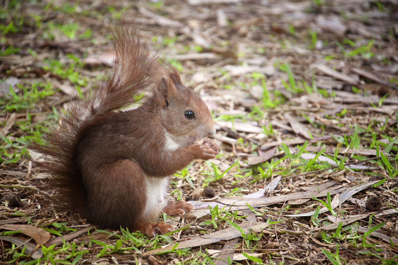 Nikon D90 sample photo. Squirrel, small, animals photography