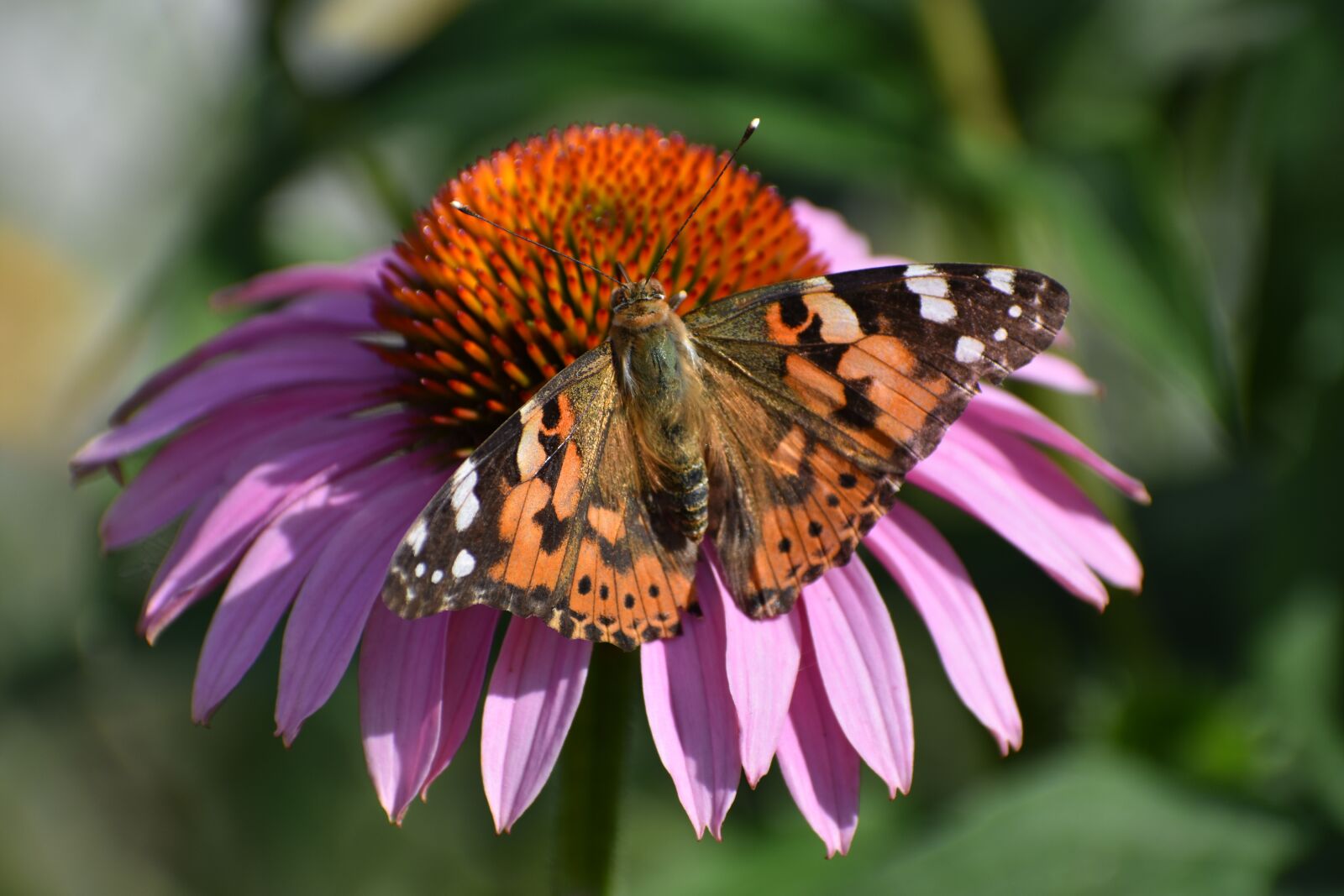 Nikon D3400 sample photo. Flower, echinacea, butterfly photography