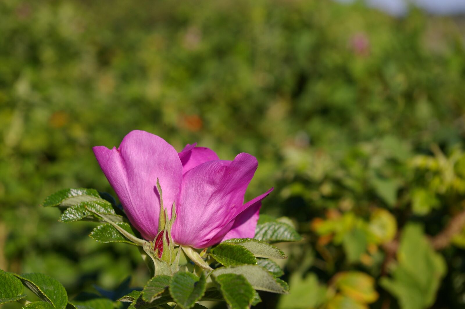 Pentax *ist DL2 sample photo. Wild rose, common peony photography