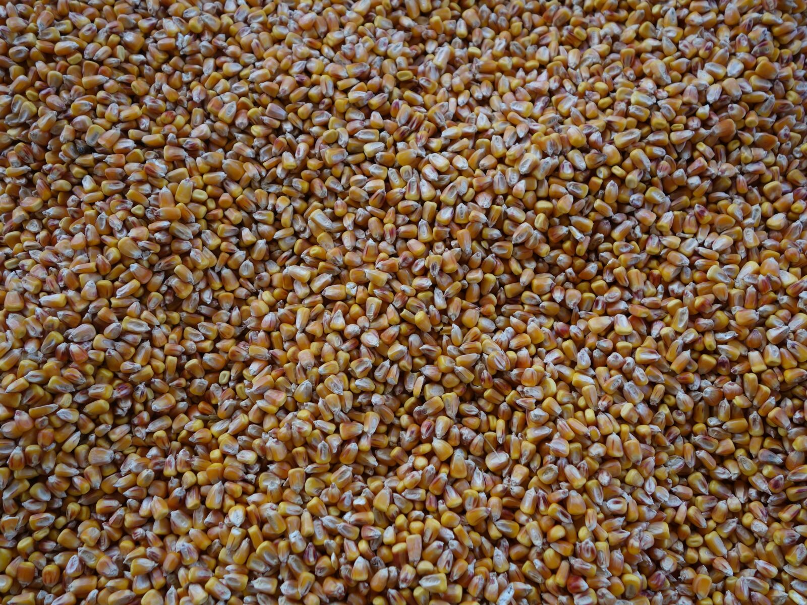 Sony Cyber-shot DSC-RX100 II sample photo. Corn, yellow, grain photography