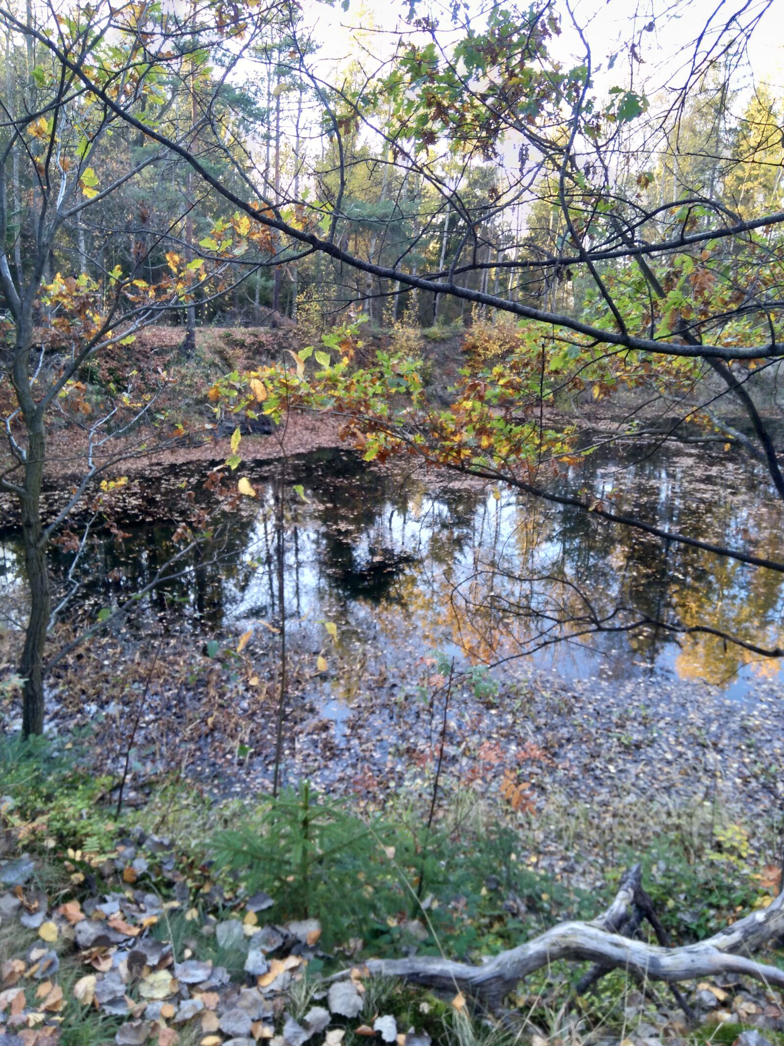 HMD Global Nokia 5 sample photo. Lake, forest, trees photography