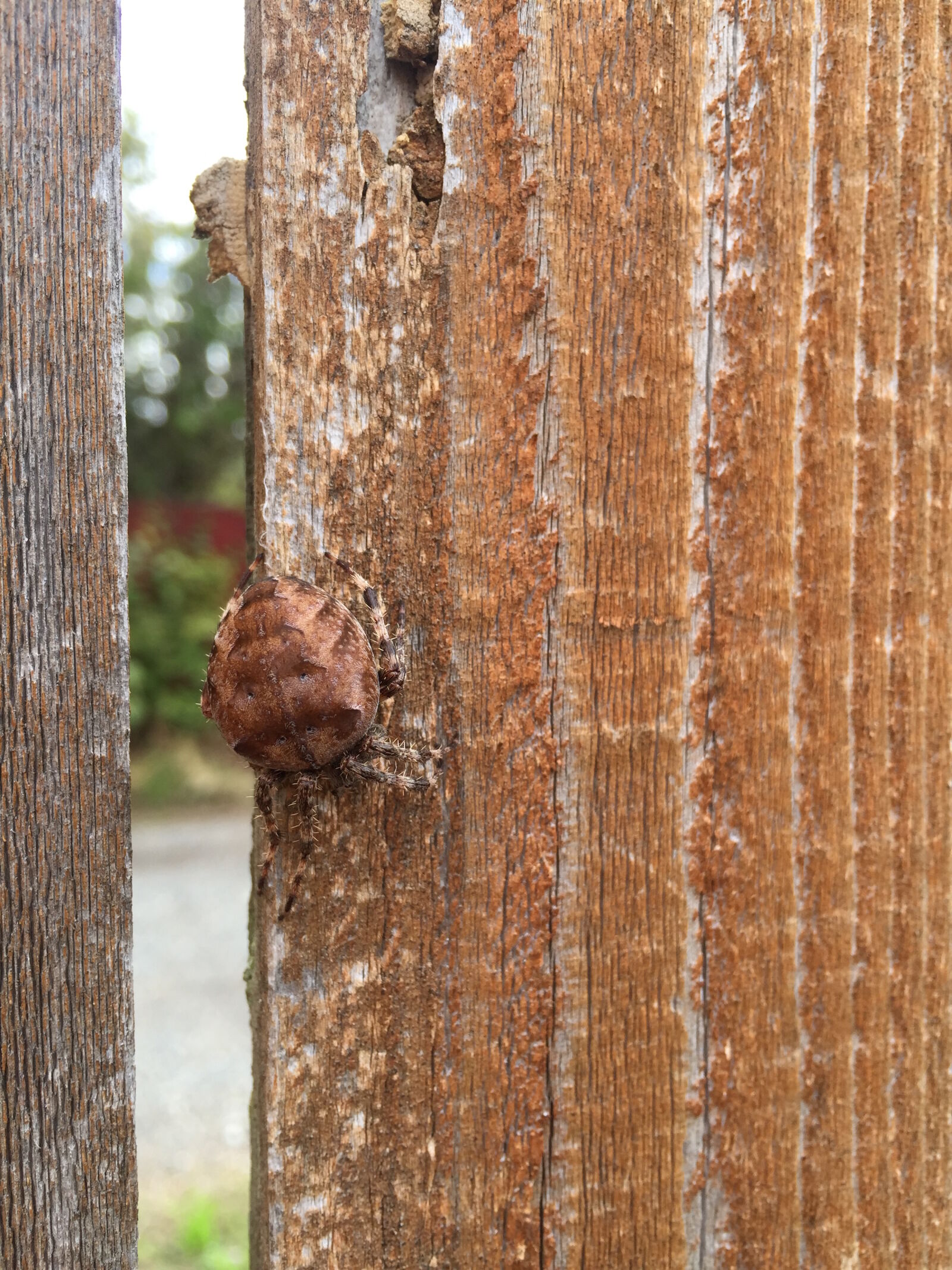 Apple iPhone 6 sample photo. Nature, spider photography