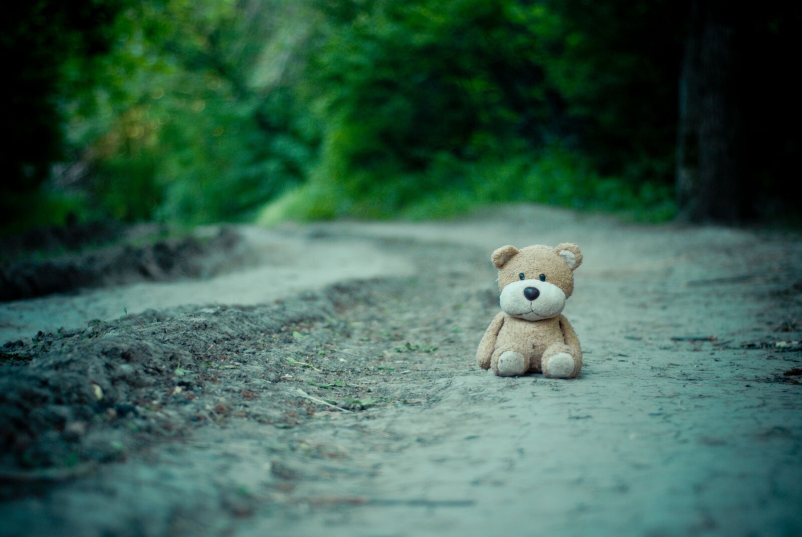 Nikon D80 sample photo. Toy, teddy bear, road photography
