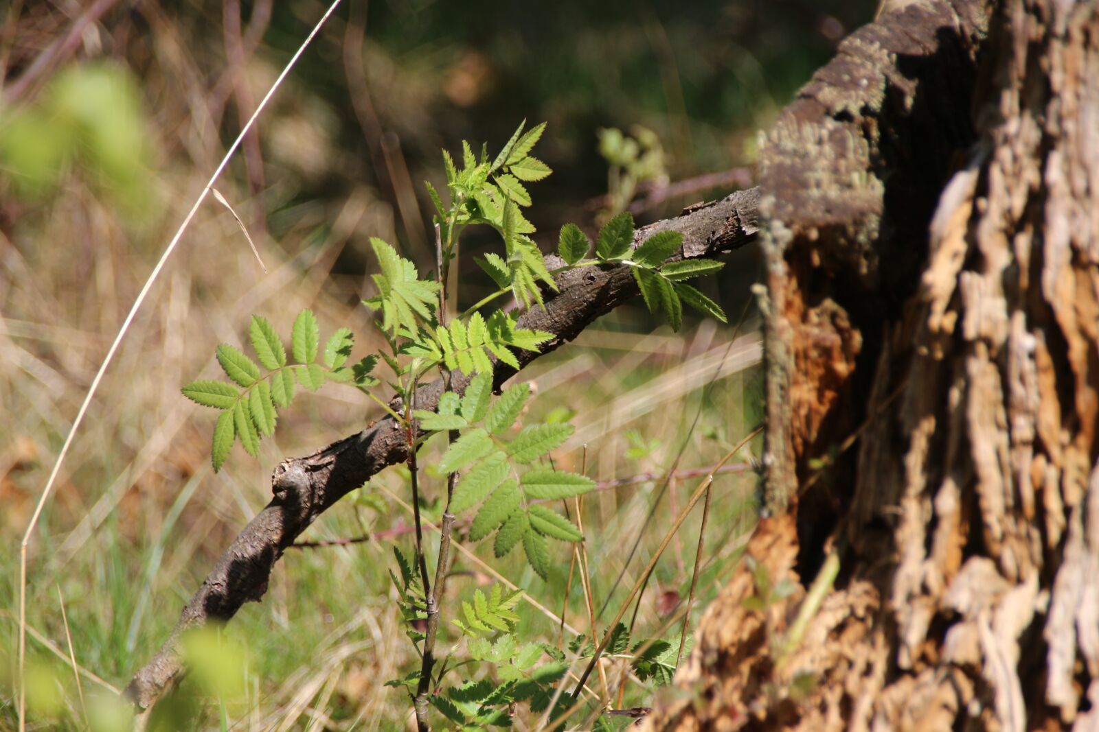 Canon EOS 700D (EOS Rebel T5i / EOS Kiss X7i) sample photo. Forest, young tree, spring photography