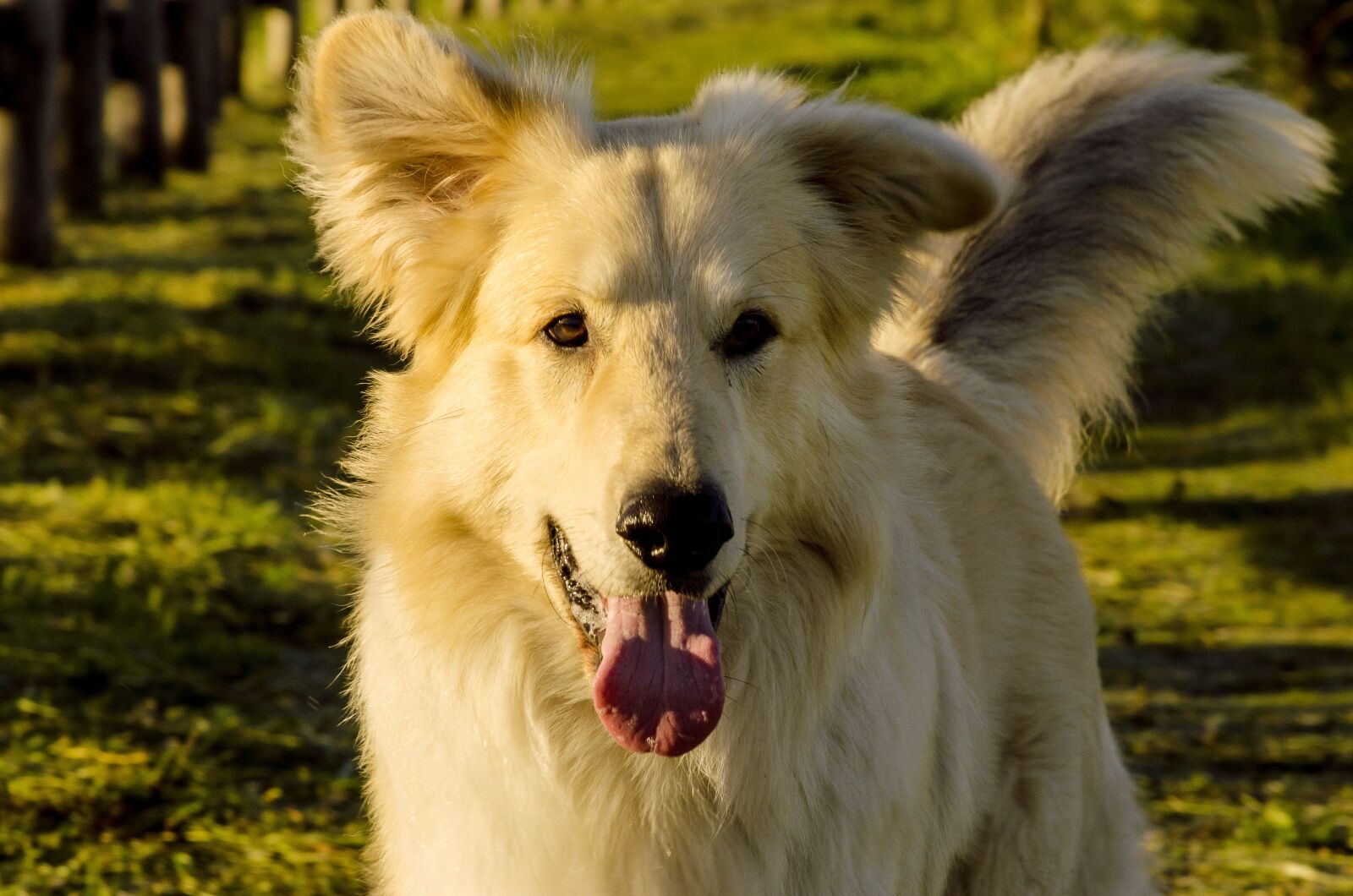 Nikon D5100 sample photo. Dog, friend, friendship photography