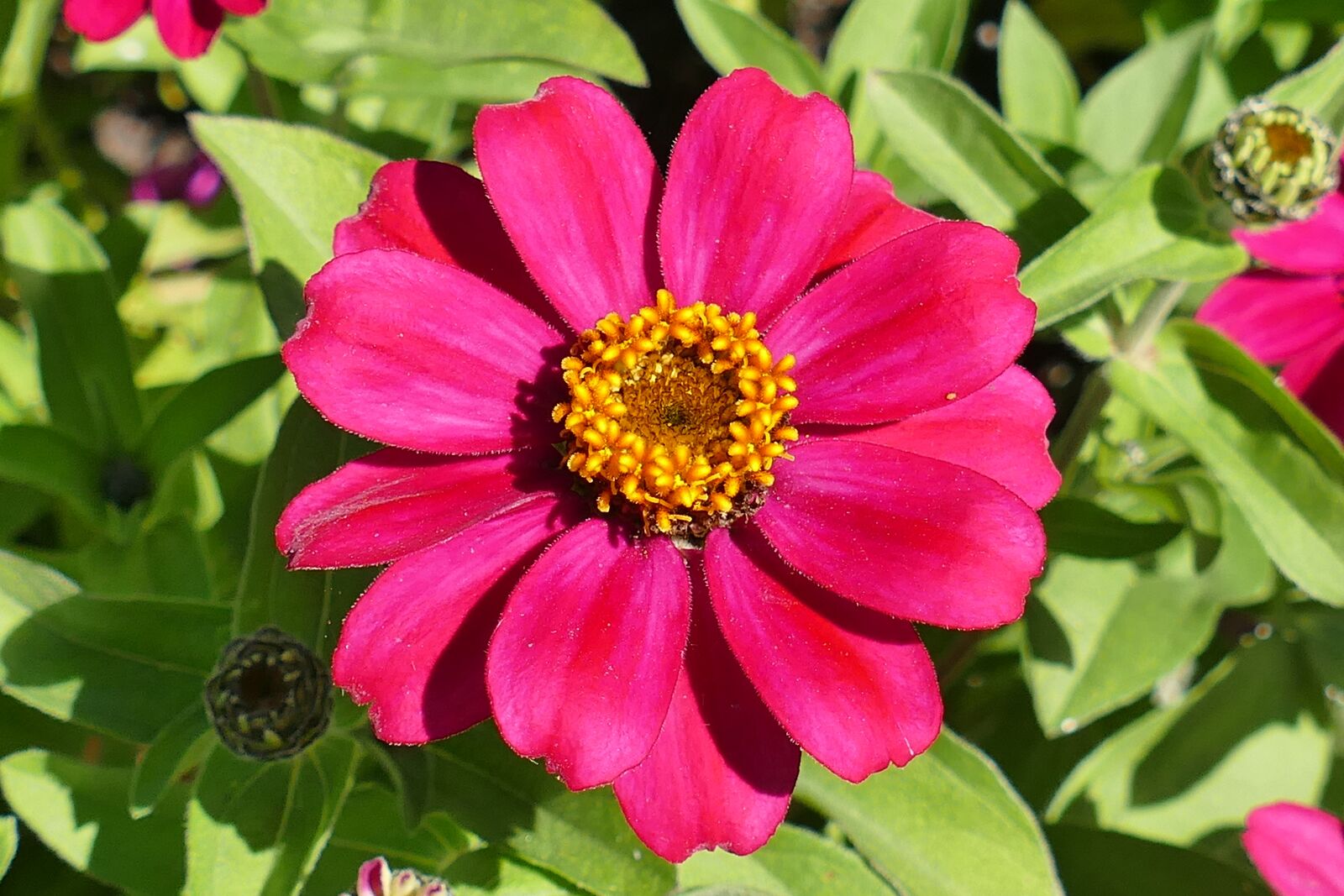 Panasonic Lumix DMC-FZ1000 sample photo. Zinnia, flower garden, red photography