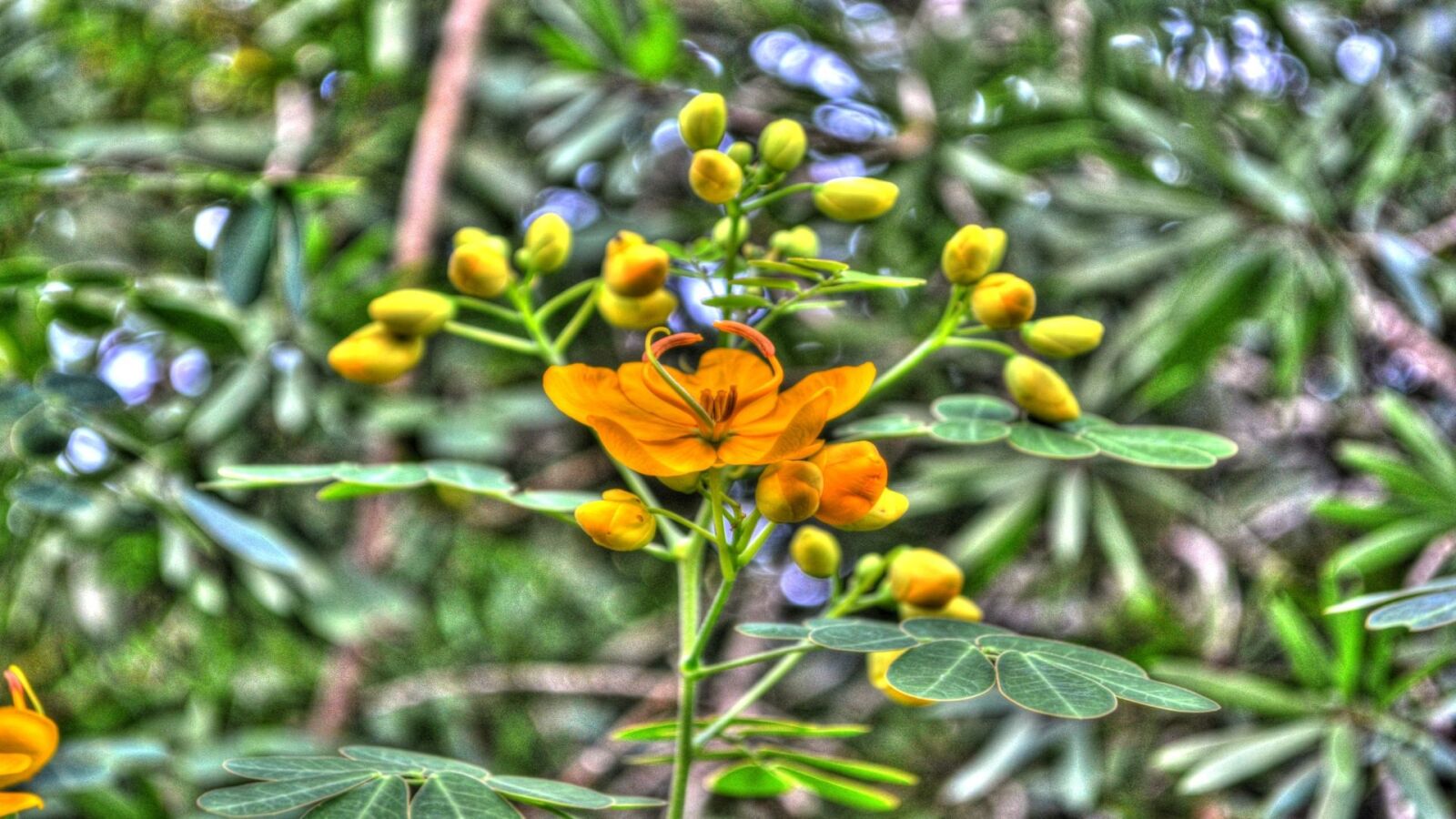 Nikon D5100 sample photo. Flowers, yellow, flora photography