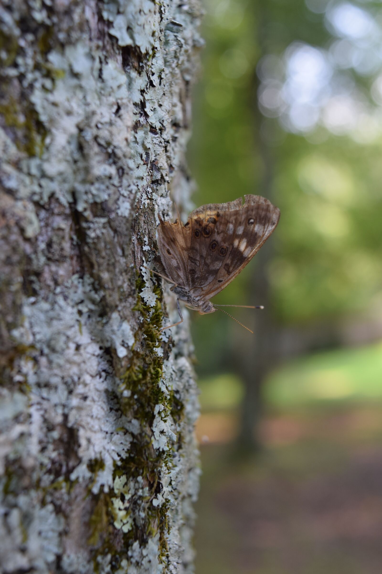 Nikon D3300 sample photo. Tree, moss, forest photography