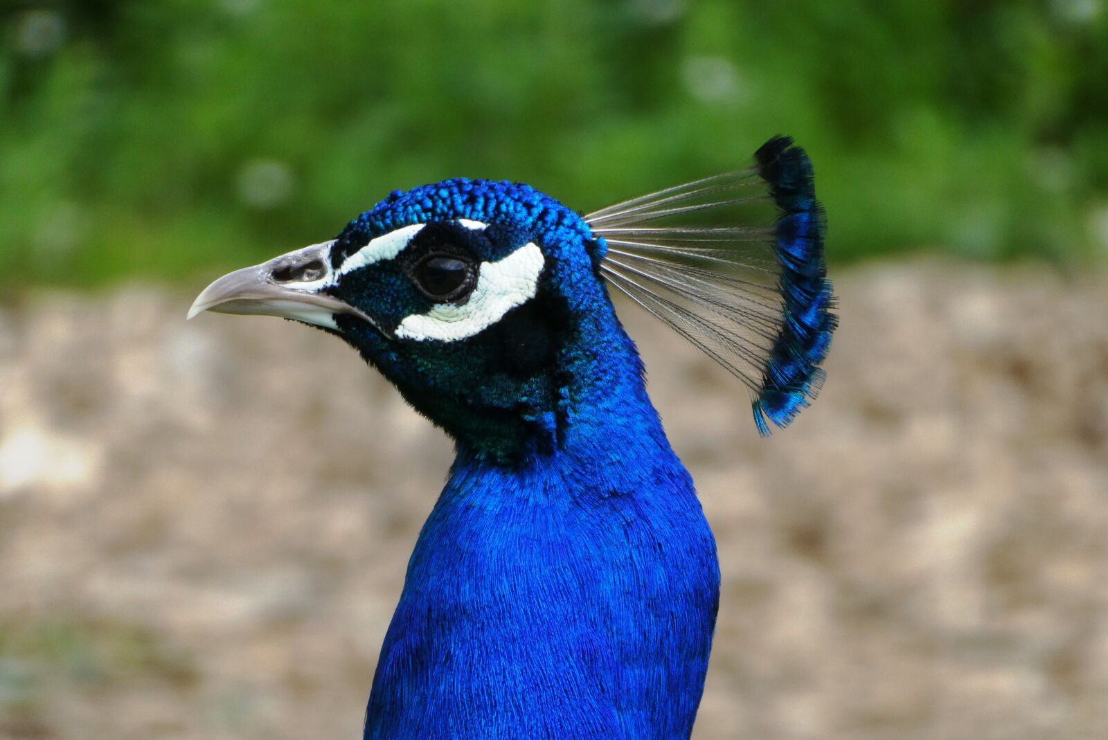 Panasonic Lumix DC-ZS70 (Lumix DC-TZ90) sample photo. Peacock, head, beak photography