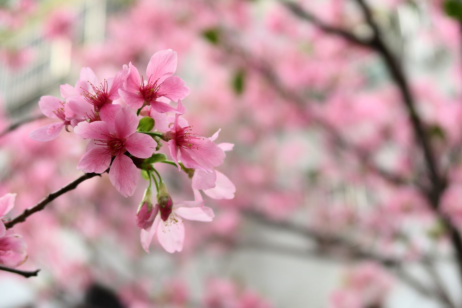 Canon PowerShot G7 X sample photo. Flower, cherry wood, nature photography