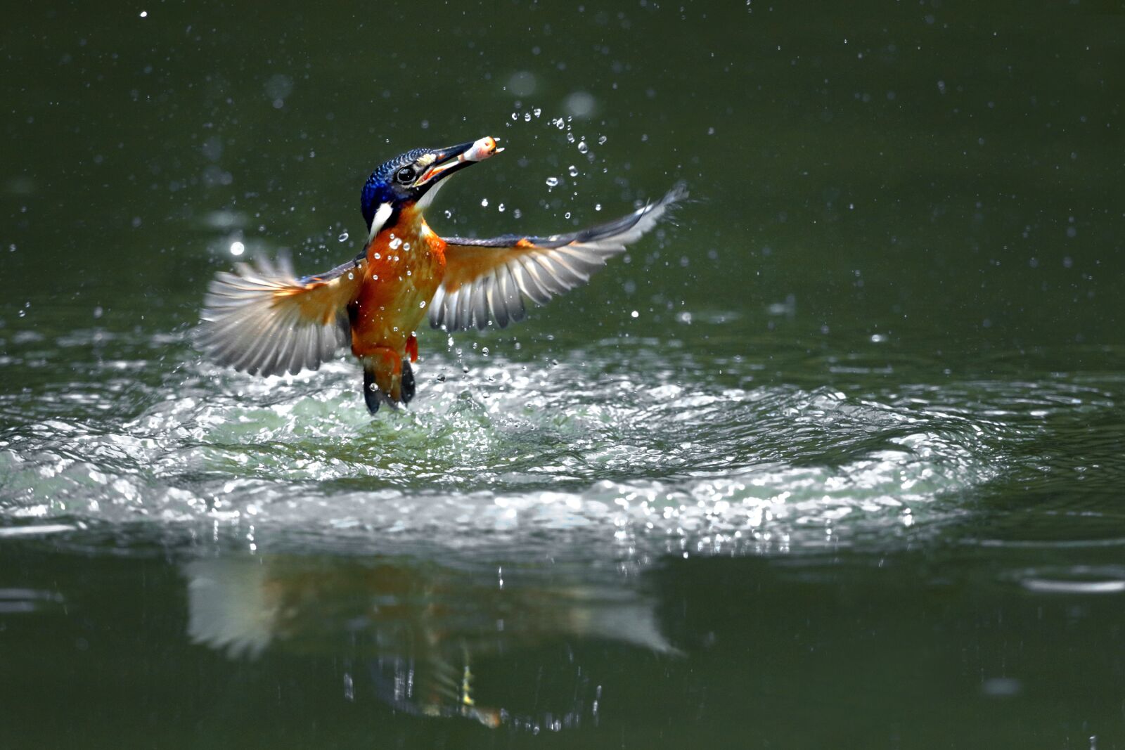 Canon EF 600mm F4L IS USM sample photo. Kingfishers prey, sank, fortune-telling photography