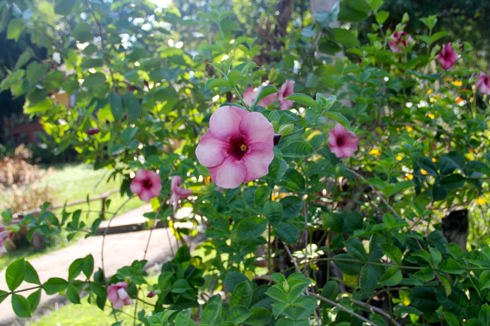Canon EOS 60D sample photo. Pai, countryside, thailand photography