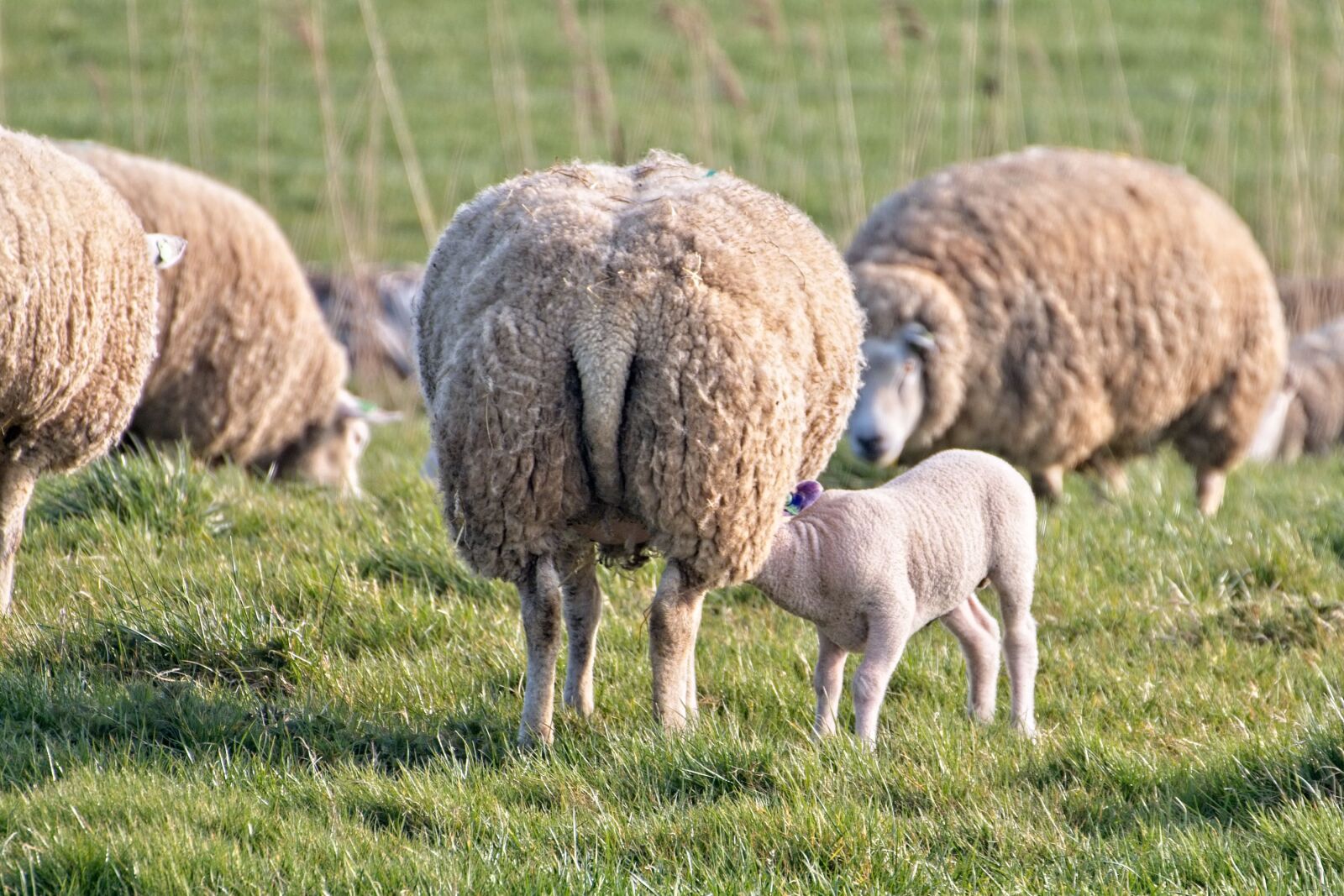Canon EOS 70D sample photo. Sheep, lamb, lambs photography