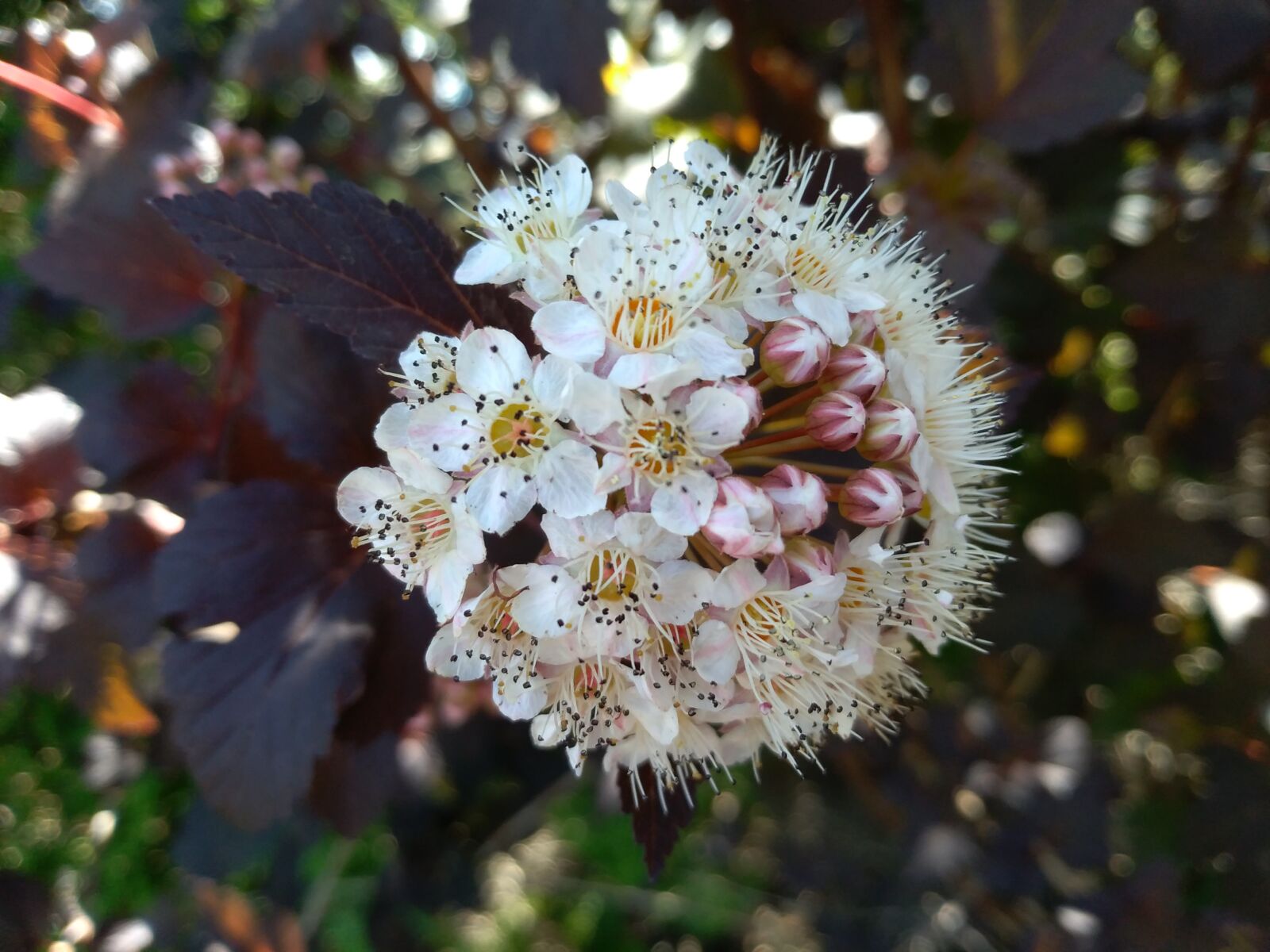 HUAWEI P9 LITE MINI sample photo. Flower, summer, garden photography