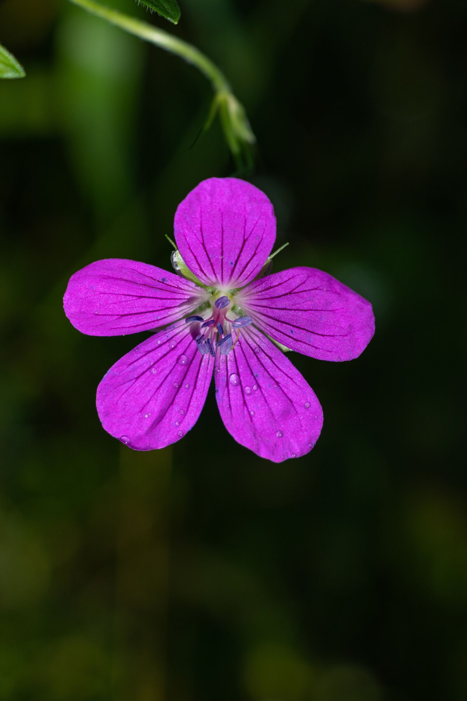 Canon EF-S 18-135mm F3.5-5.6 IS USM sample photo. Forest geranium, flower, purple photography