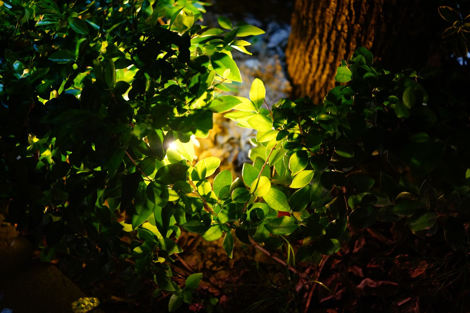 Sony Cyber-shot DSC-RX1R sample photo. Light, plant, roadside photography