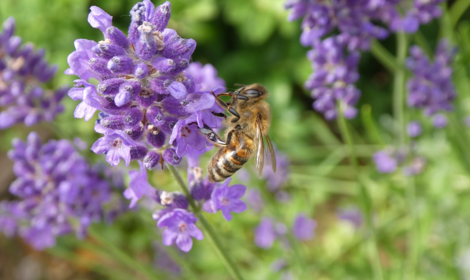 Panasonic DMC-TZ81 sample photo. Bee, insect, lavender photography