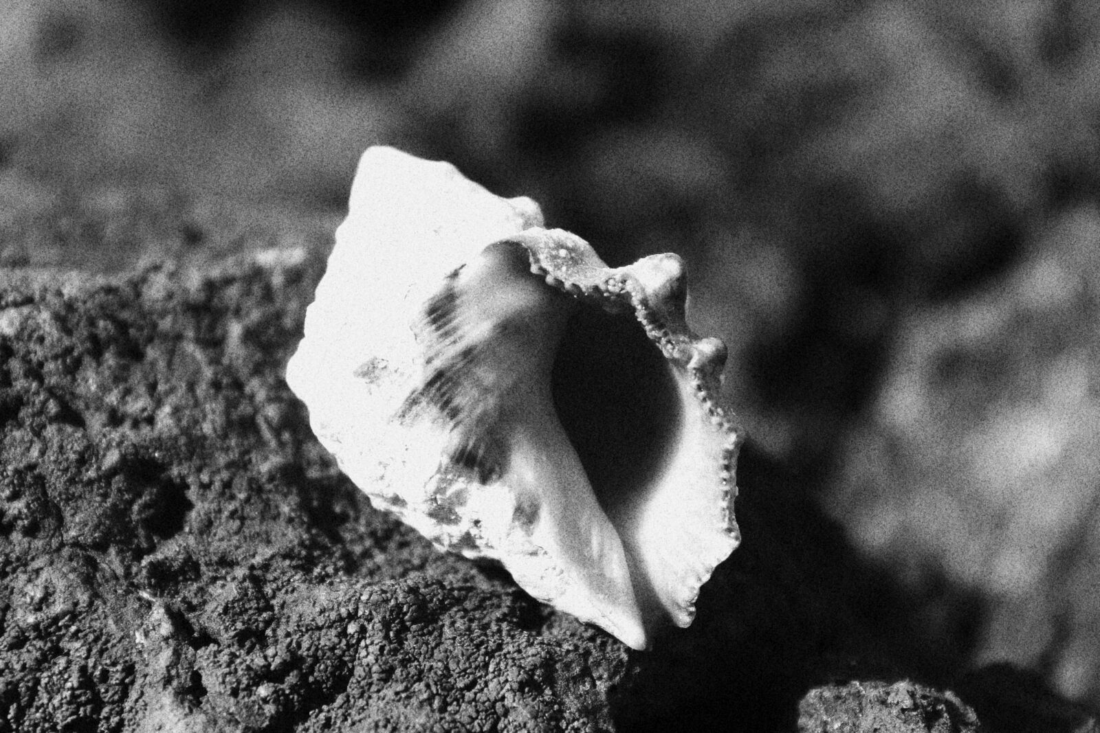 Canon EOS 600D (Rebel EOS T3i / EOS Kiss X5) sample photo. Shell, black and white photography