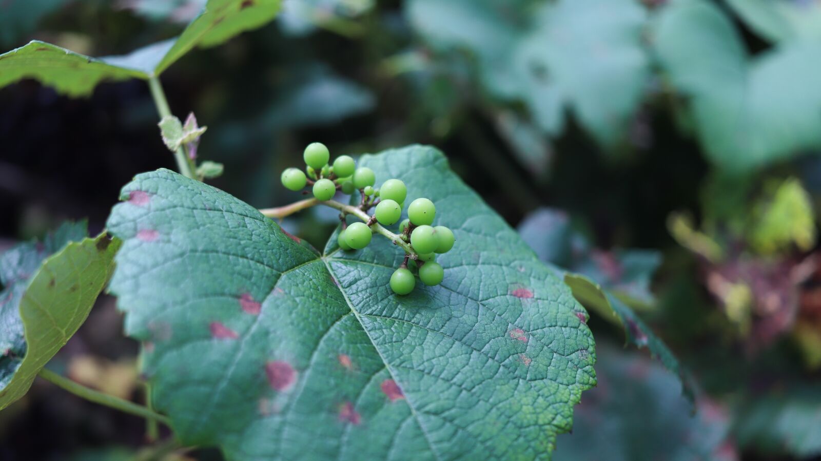 Canon EF-S 24mm F2.8 STM sample photo. Grapes, grape vines, farming photography