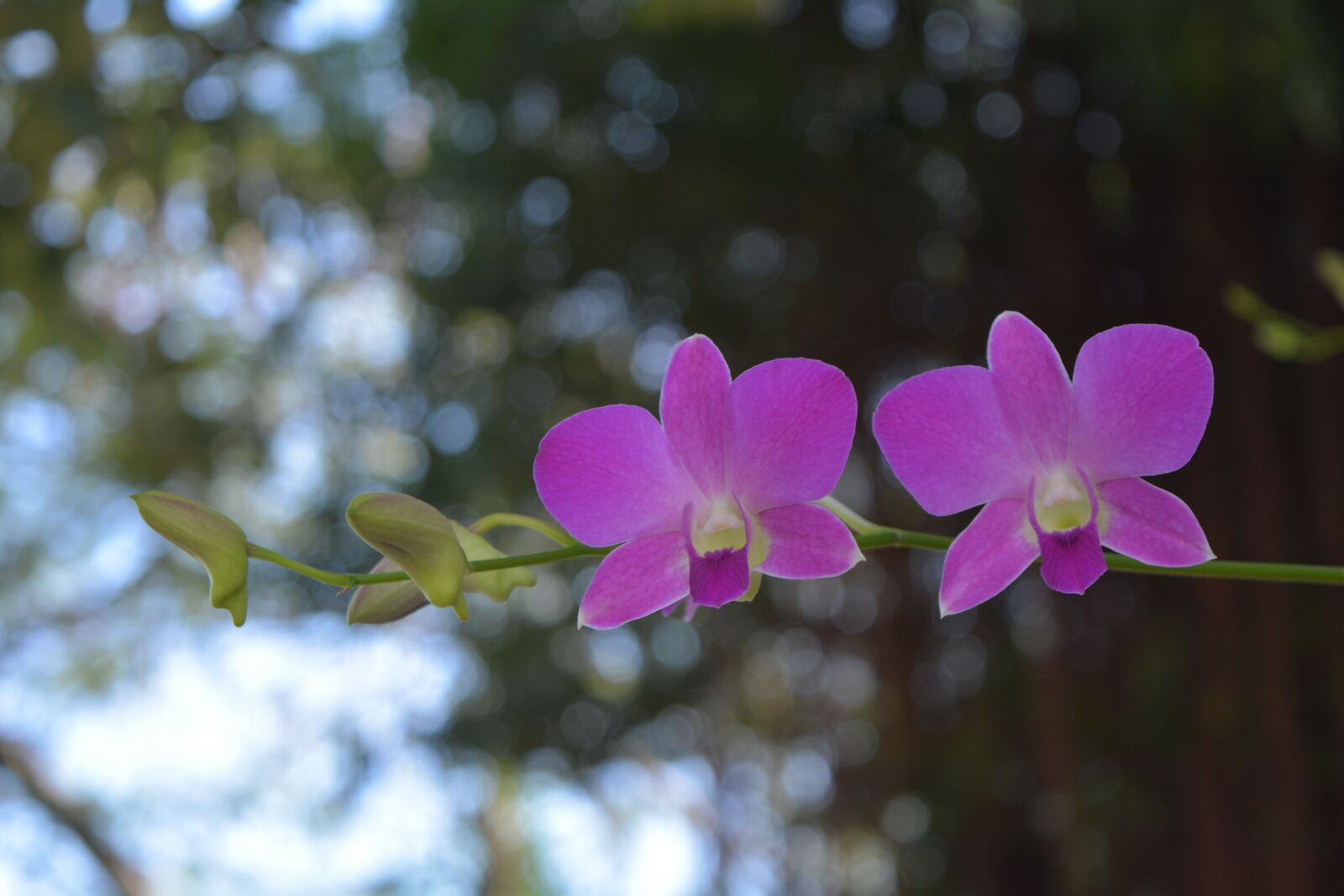 Nikon D7100 sample photo. Flowers, pink, thai orchid photography