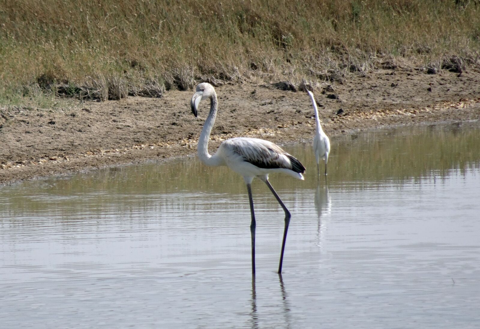 Sony Cyber-shot DSC-HX90V sample photo. Bird, greater flamingo, juvenile photography