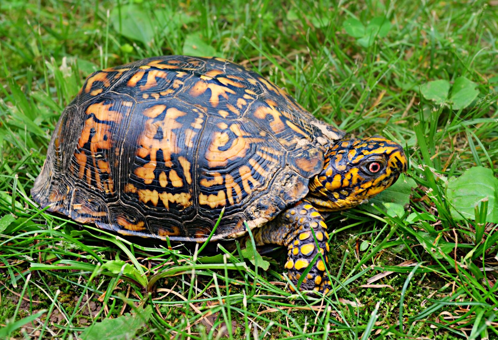 Nikon D5100 sample photo. Box turtle, wildlife, animal photography