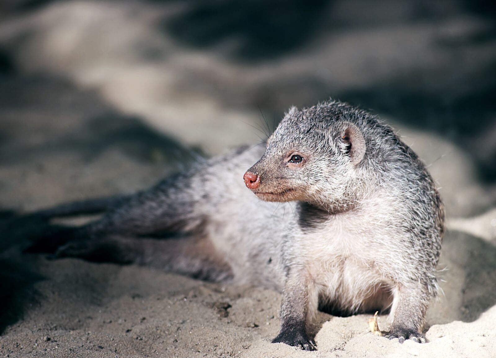 Nikon D60 sample photo. Mongoose, zoo, meerkat photography