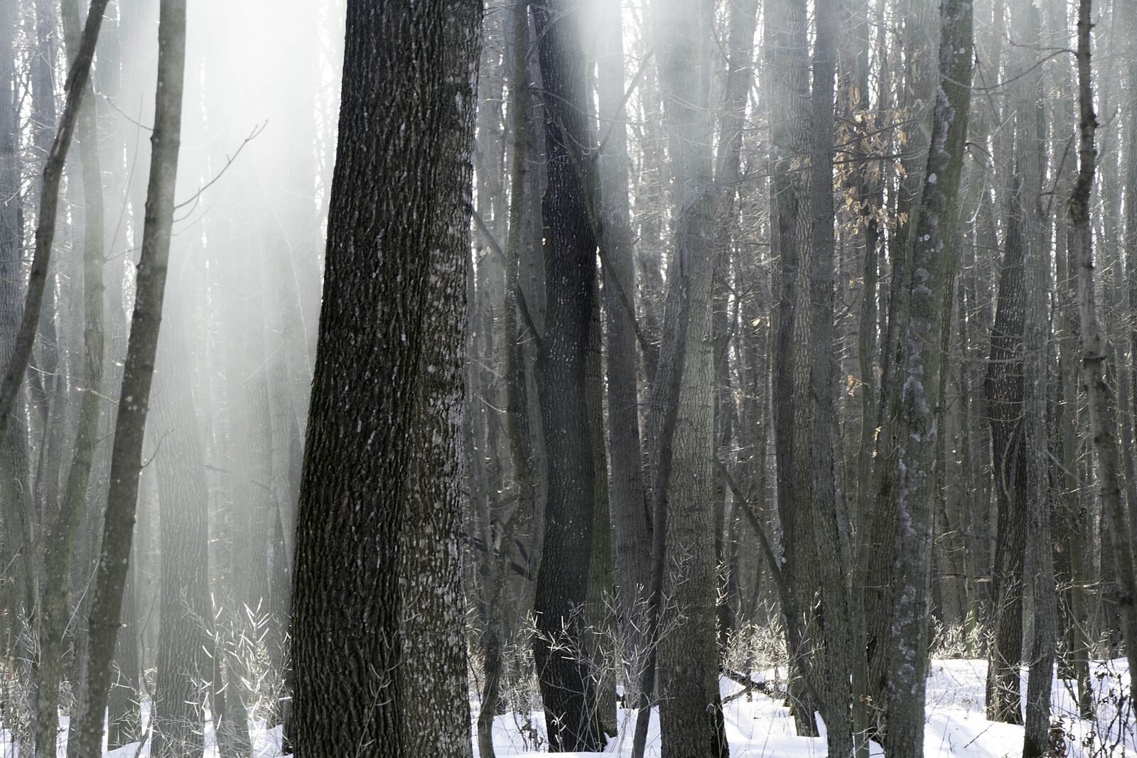 Panasonic Lumix DMC-FZ1000 sample photo. Forest, nature, winter photography