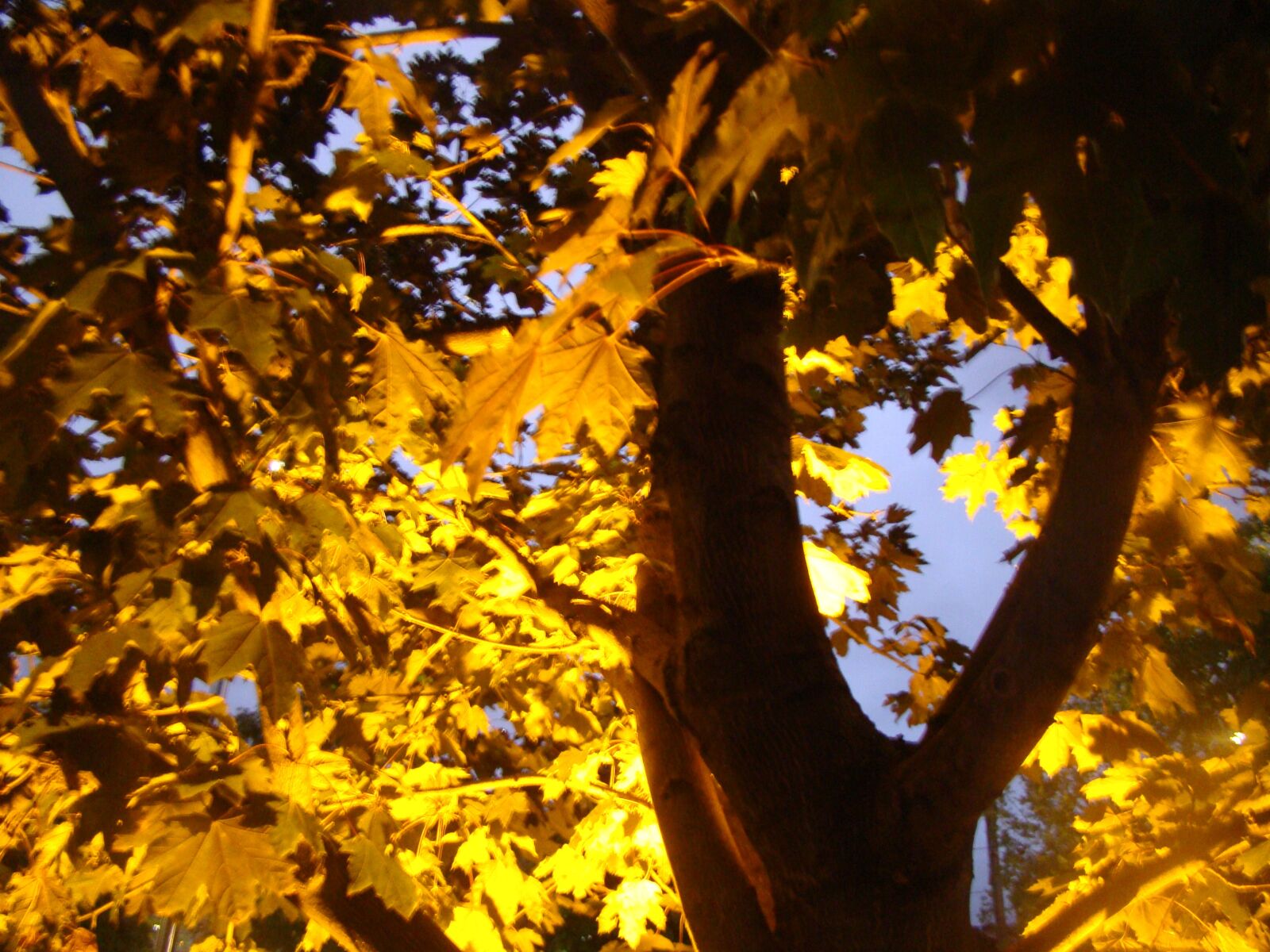 Sony Cyber-shot DSC-H50 sample photo. Otoño, bosque, luces photography