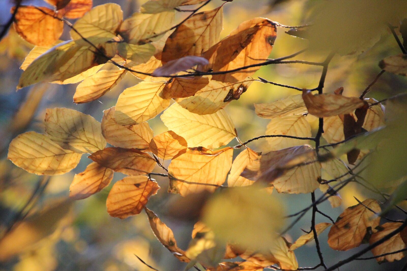 Canon EOS 550D (EOS Rebel T2i / EOS Kiss X4) sample photo. Leaves, sunshine, nature photography