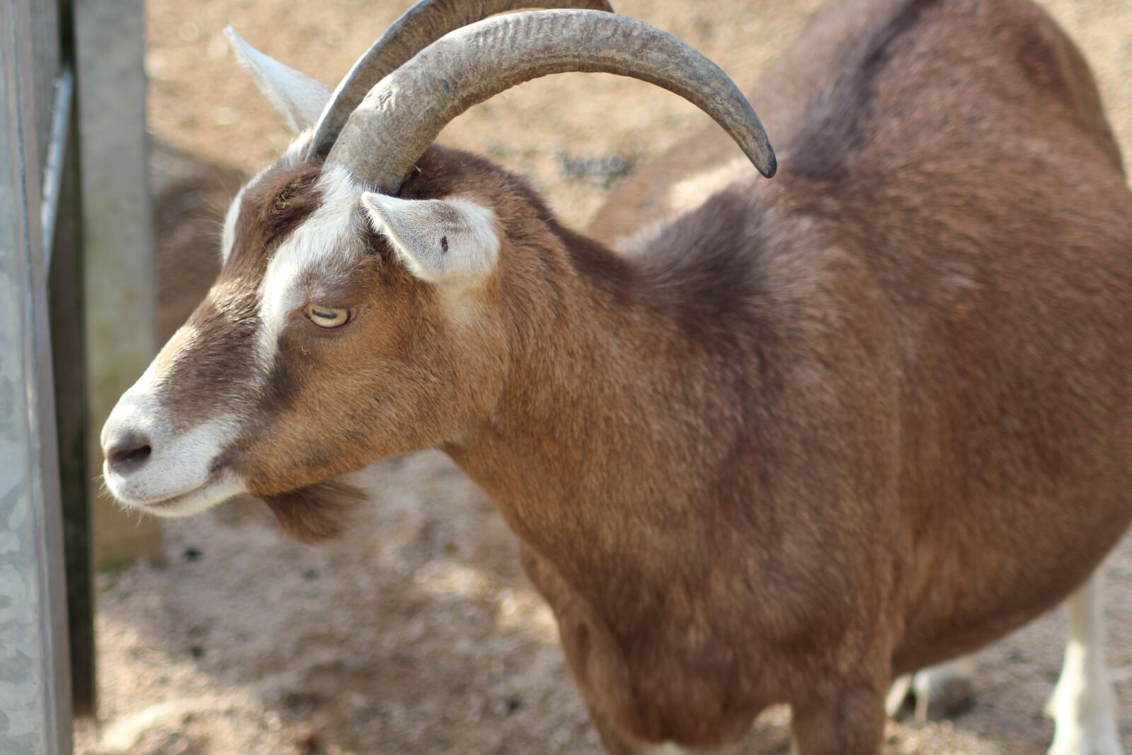 Canon EOS 700D (EOS Rebel T5i / EOS Kiss X7i) sample photo. Goat, horns, animal photography
