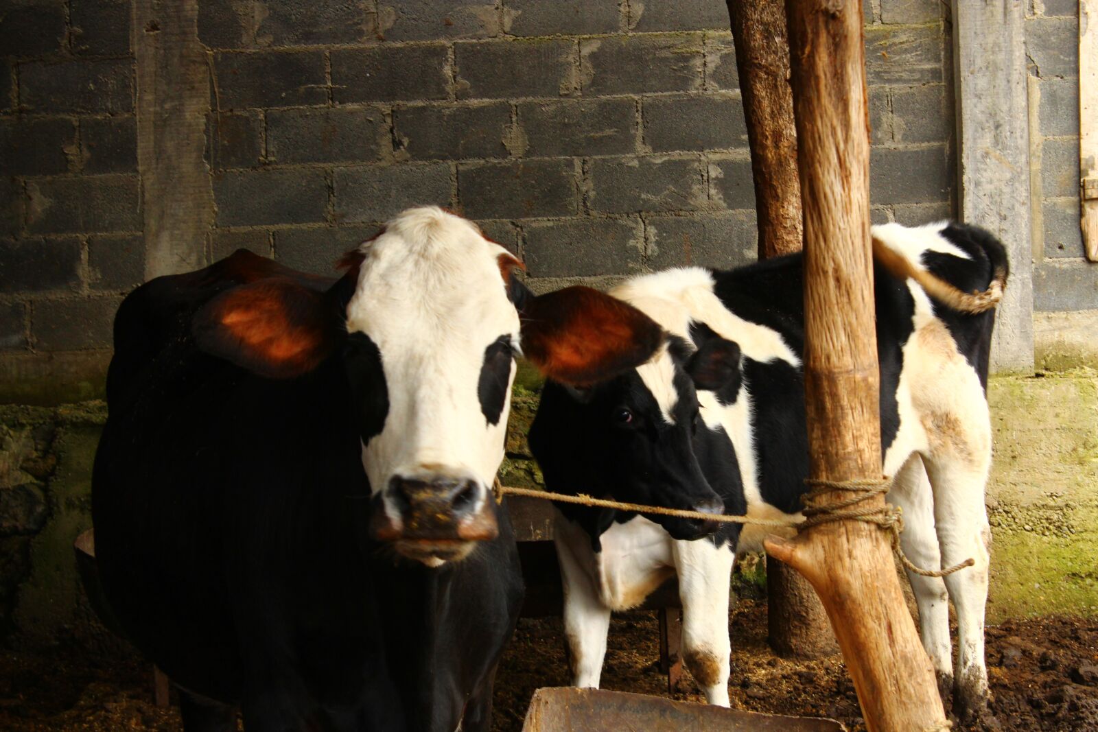 Canon EOS 1300D (EOS Rebel T6 / EOS Kiss X80) sample photo. Farm, cow, livestock photography