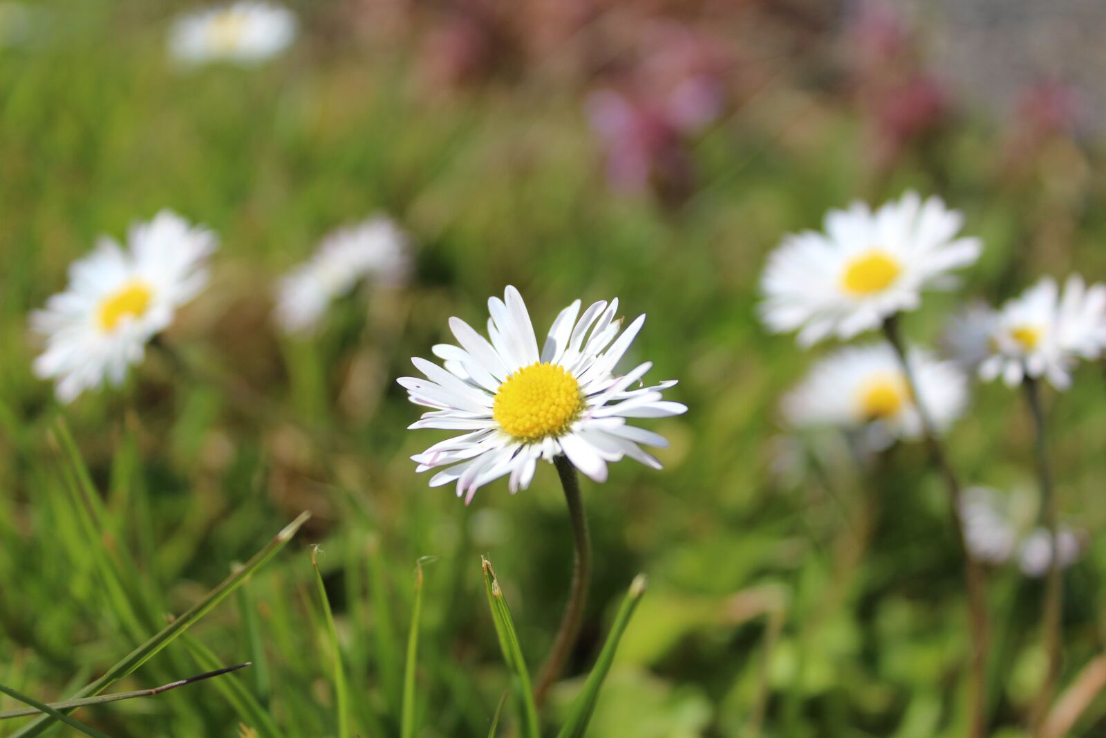 Canon EOS 1200D (EOS Rebel T5 / EOS Kiss X70 / EOS Hi) sample photo. Flower, white flower, daisy photography