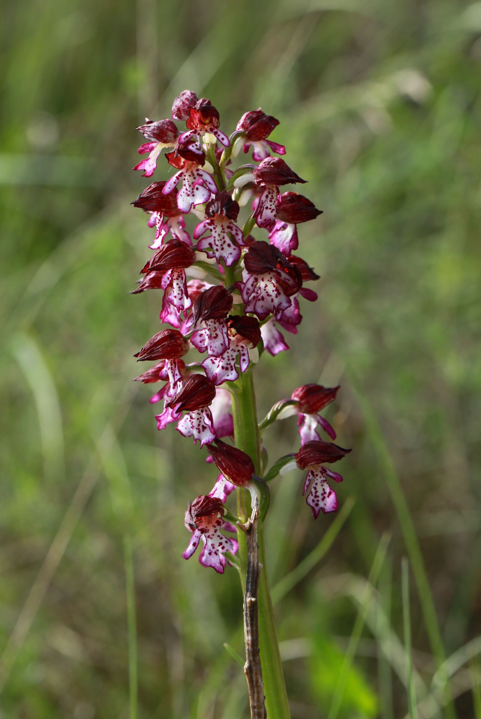 Canon EF 100mm F2.8L Macro IS USM sample photo. Orchid, wild, nature photography