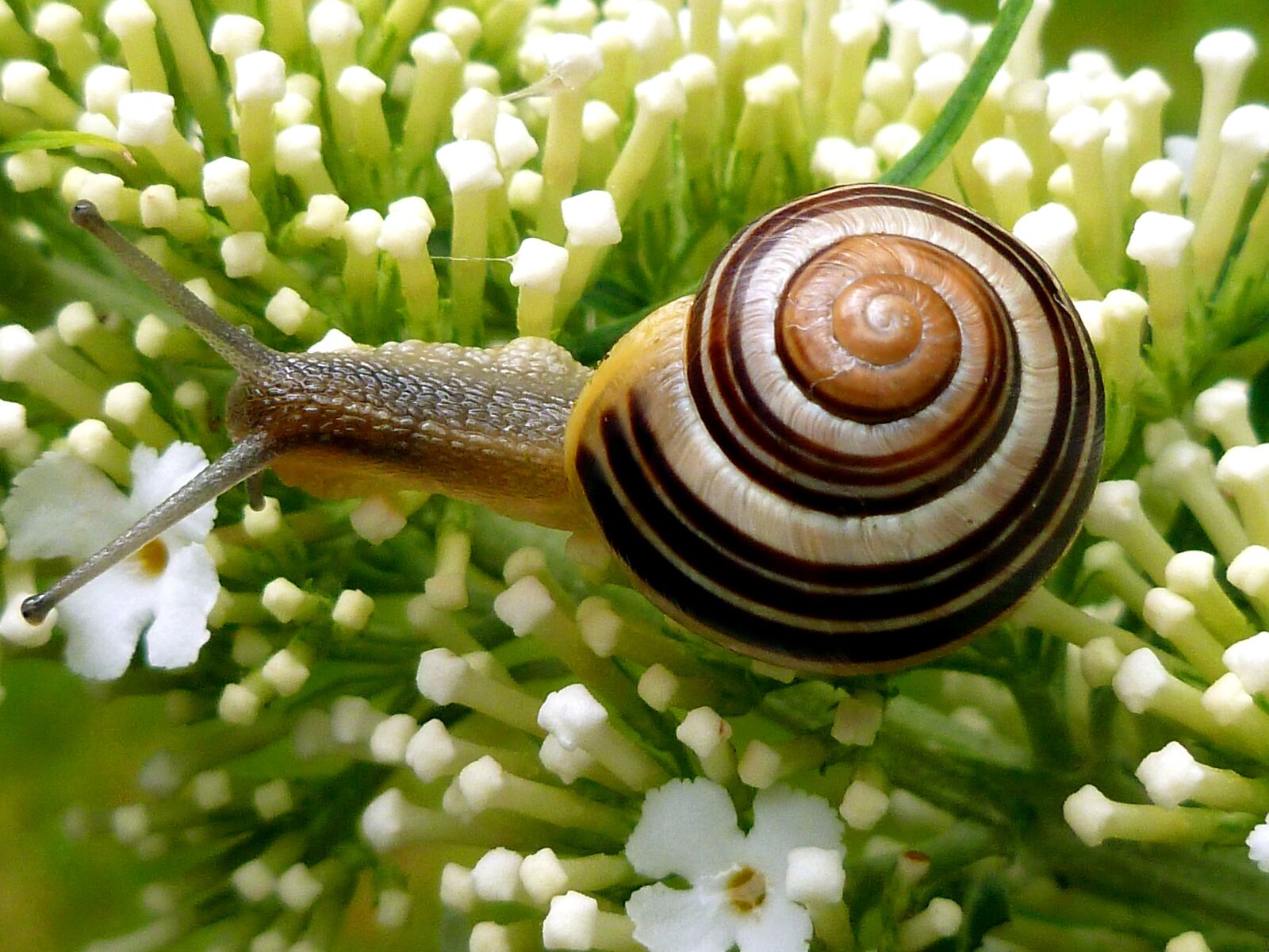 Panasonic DMC-FS37 sample photo. Snail, garden snail, shell photography