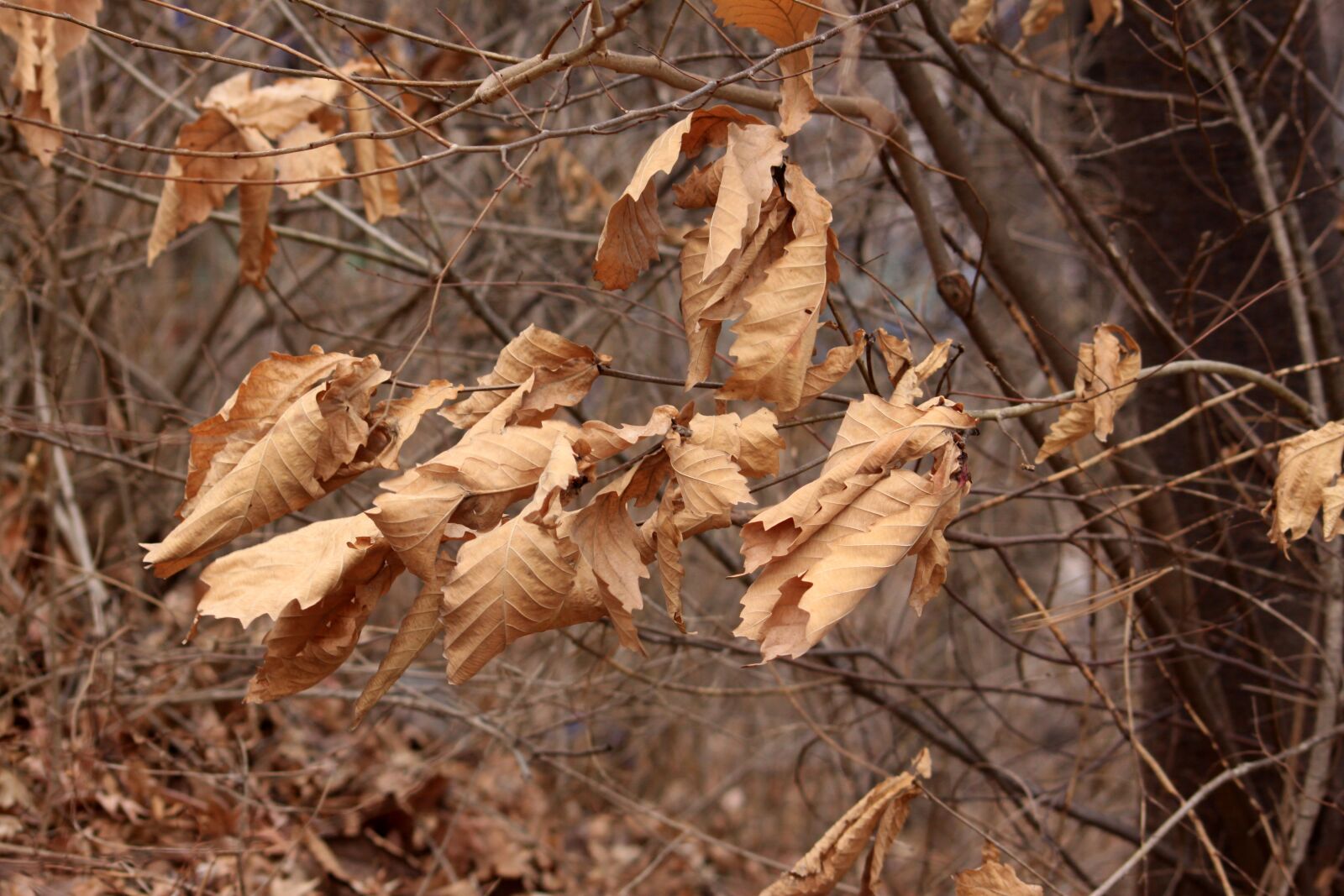 Canon EOS 50D sample photo. Autumn leaves, the leaves photography