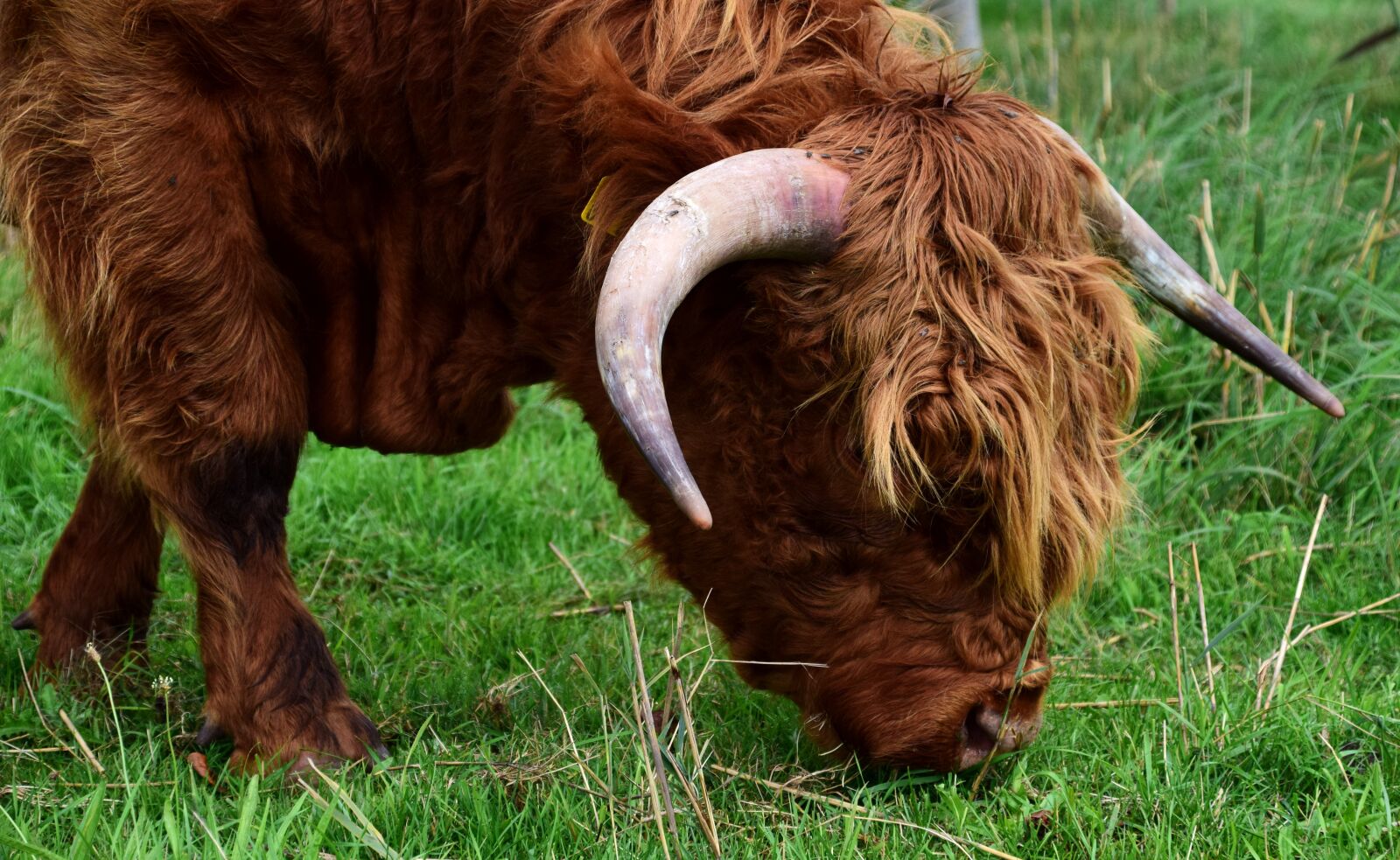 Nikon D3300 sample photo. Highland beef, galloway, beef photography