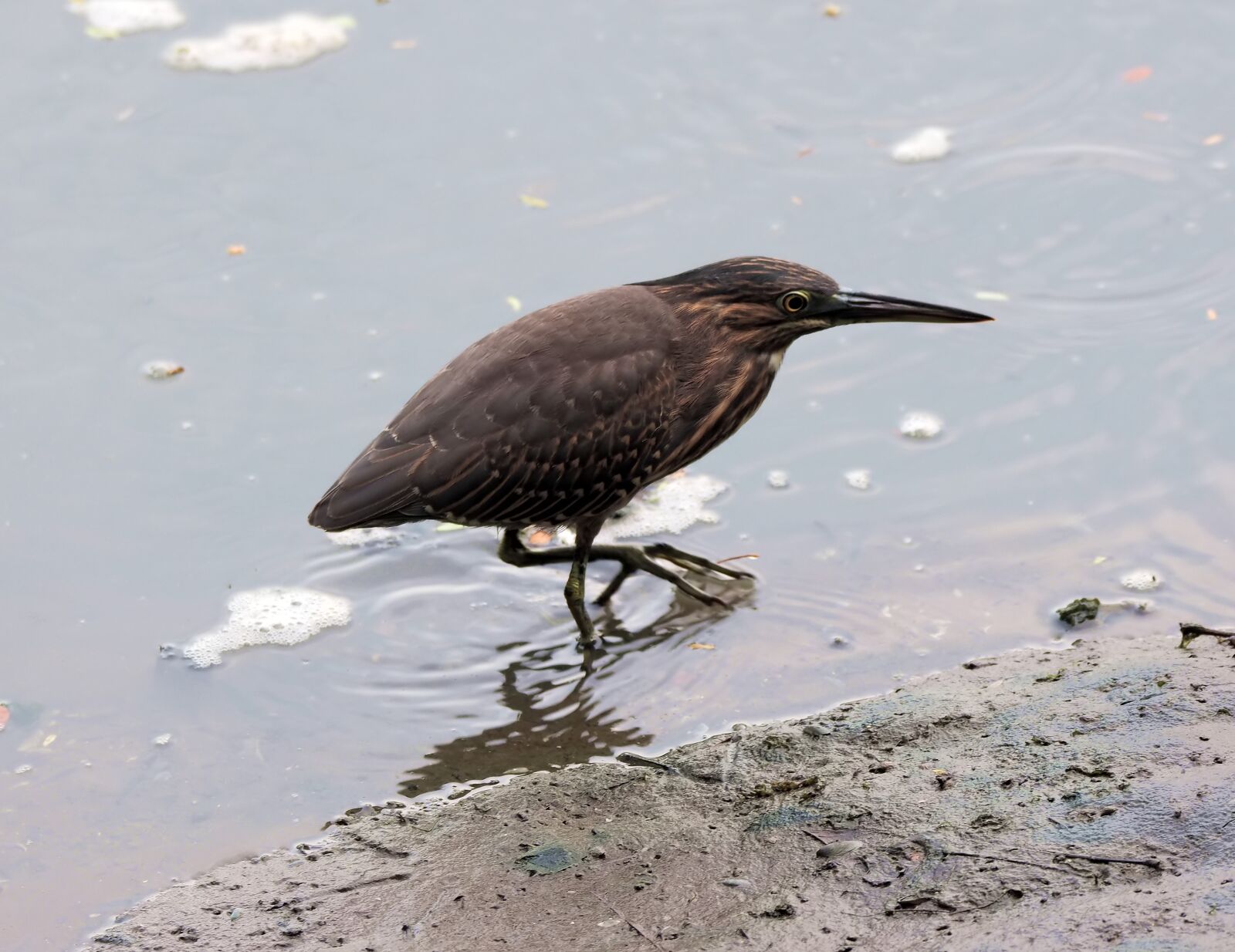 Olympus OM-D E-M1 sample photo. Little heron, wild, bird photography