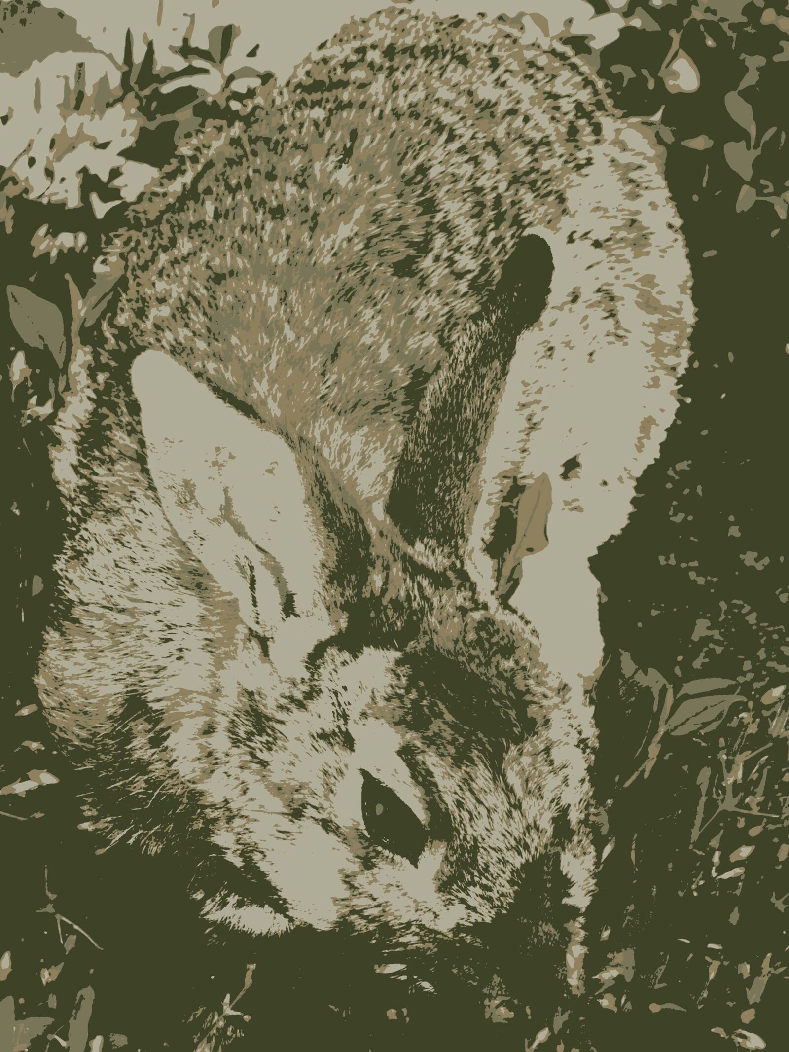 Kodak EASYSHARE C195 DIGITAL CAMERA sample photo. Hare, mammal, wild photography