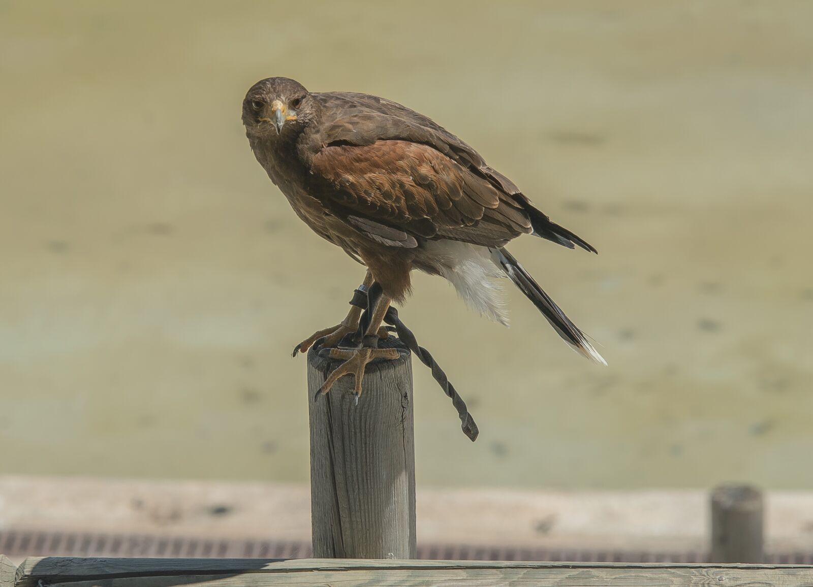 Nikon D3200 sample photo. Bird, wildlife, feather photography