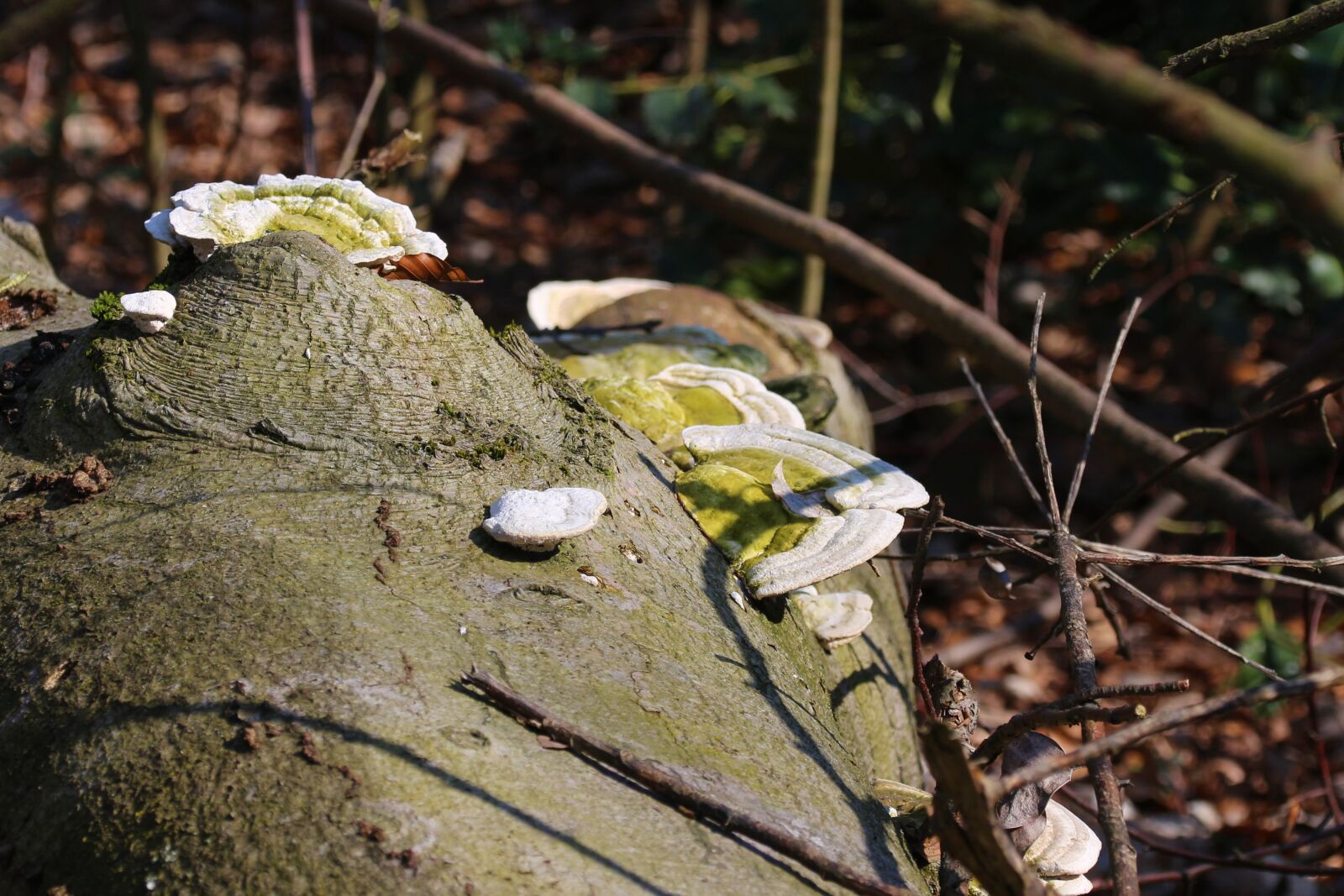 Canon EOS 700D (EOS Rebel T5i / EOS Kiss X7i) sample photo. Mushrooms, tree, forest photography