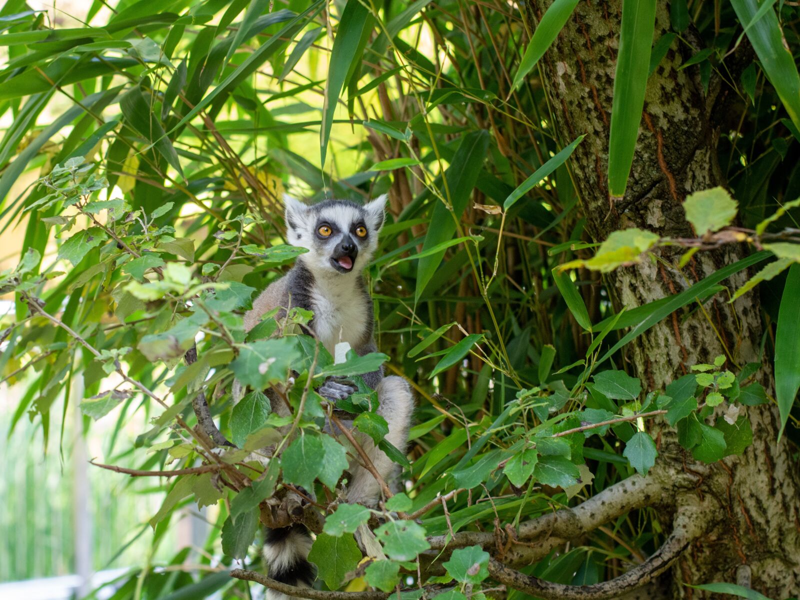 Nikon D7100 sample photo. Animal, primate, lemurs photography
