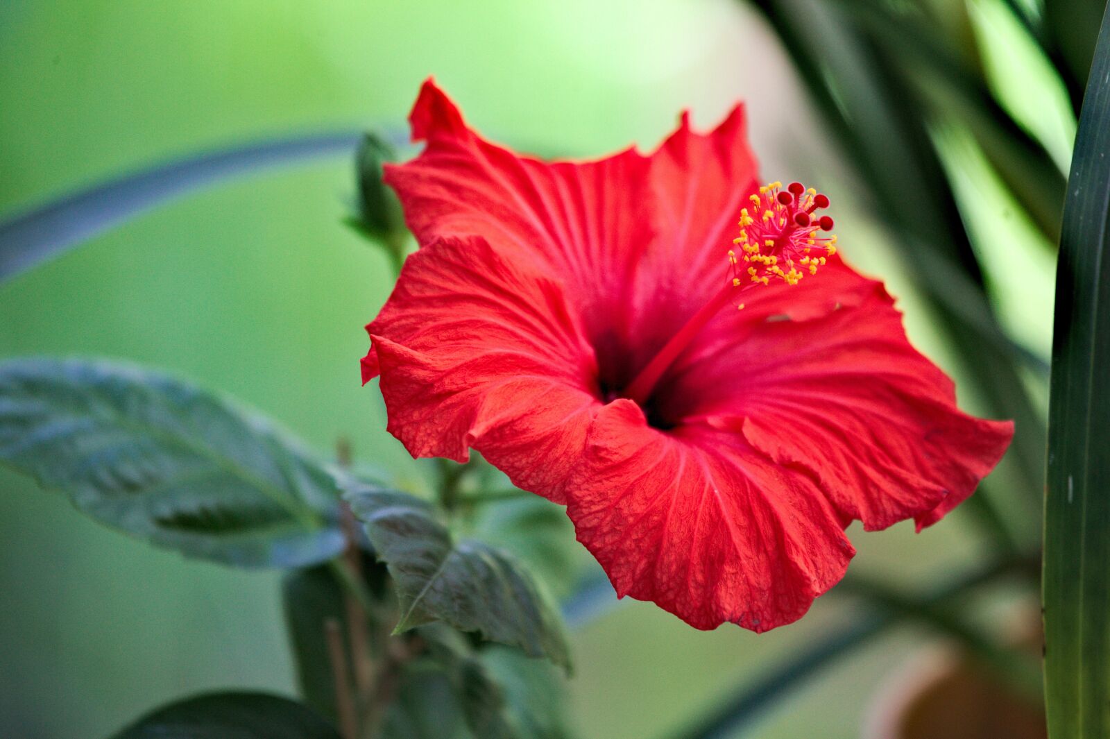 Canon EOS 5D Mark II sample photo. Flower, hibiscus, flowers photography